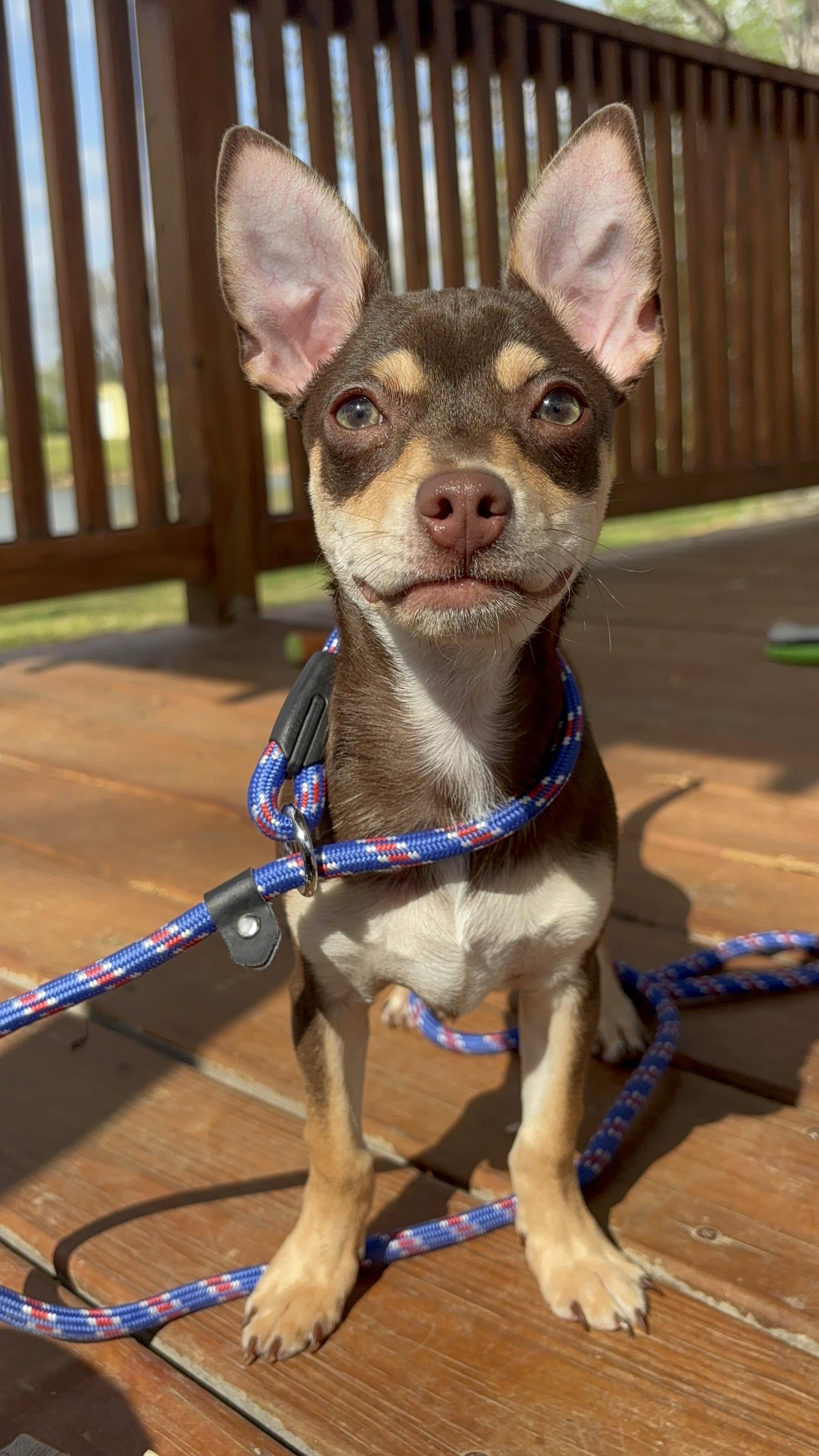 Enlarge Rollo, an adoptable Chihuahua in Collierville, TN image 1/6