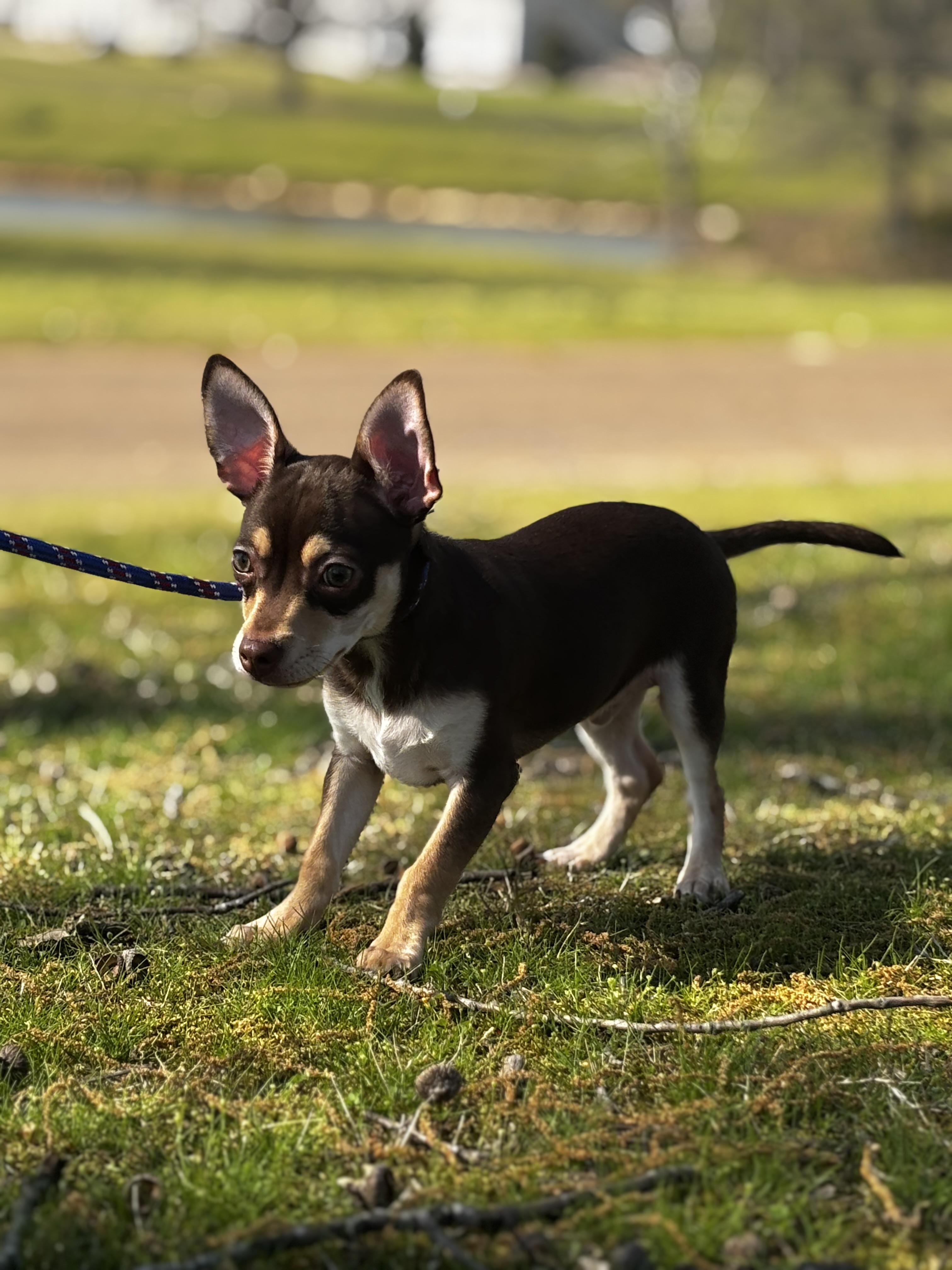 Enlarge Rollo, an adoptable Chihuahua in Collierville, TN image 2/6