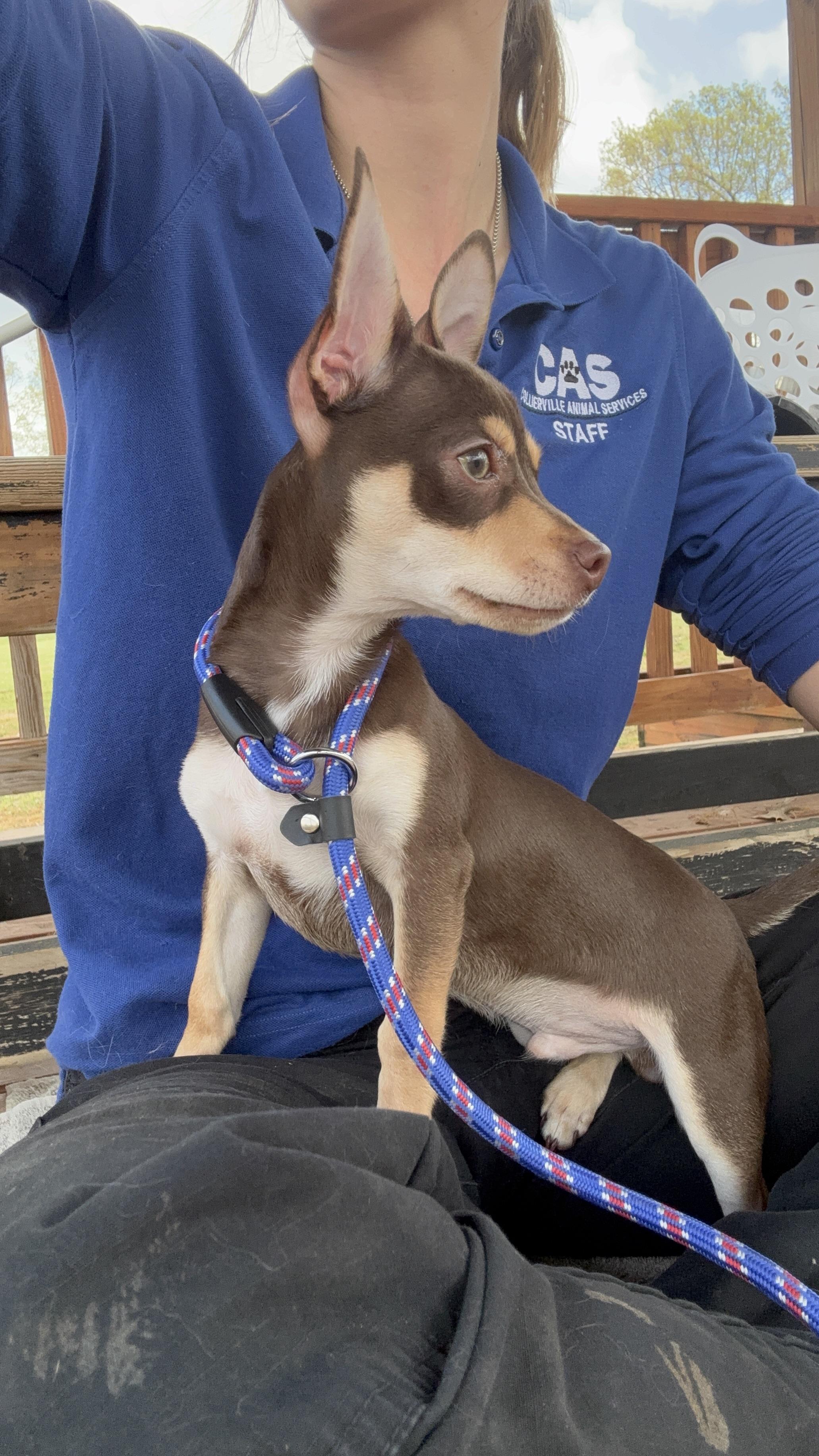 Enlarge Rollo, an adoptable Chihuahua in Collierville, TN image 6/6