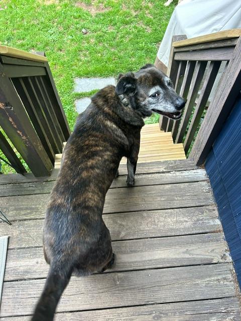 Enlarge Reggie - CT, a ADOPTABLE mixed breed in Harwinton, CT image 2/5
