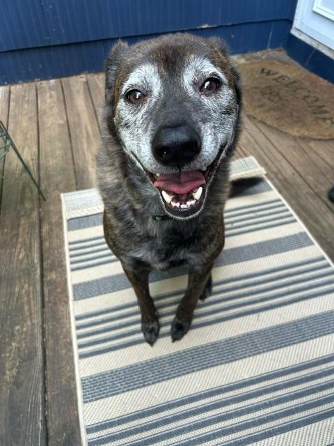 Enlarge Reggie - CT, a ADOPTABLE mixed breed in Harwinton, CT image 4/5