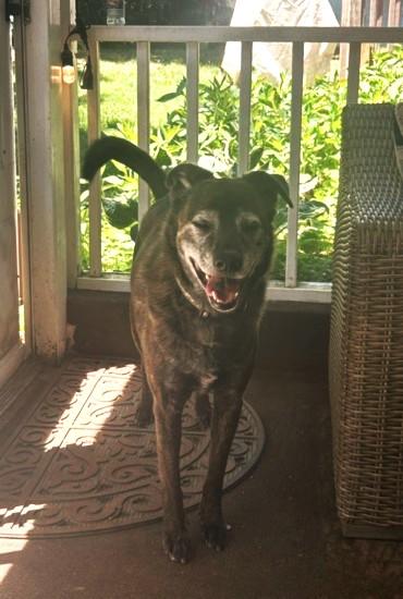 Enlarge Reggie - CT, a ADOPTABLE mixed breed in Harwinton, CT image 3/5
