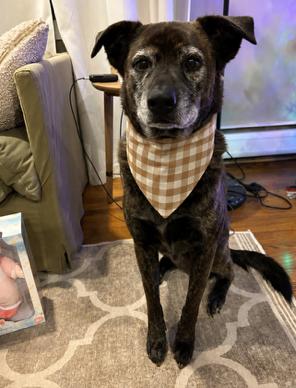 Reggie - CT, ADOPTABLE, Adult Male Catahoula Leopard Dog.