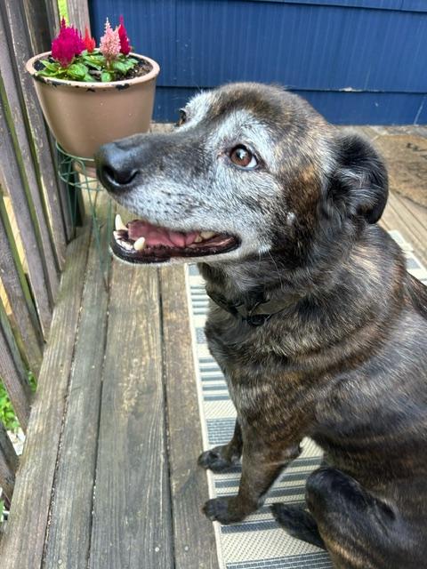 Enlarge Reggie - CT, a ADOPTABLE mixed breed in Harwinton, CT image 5/5