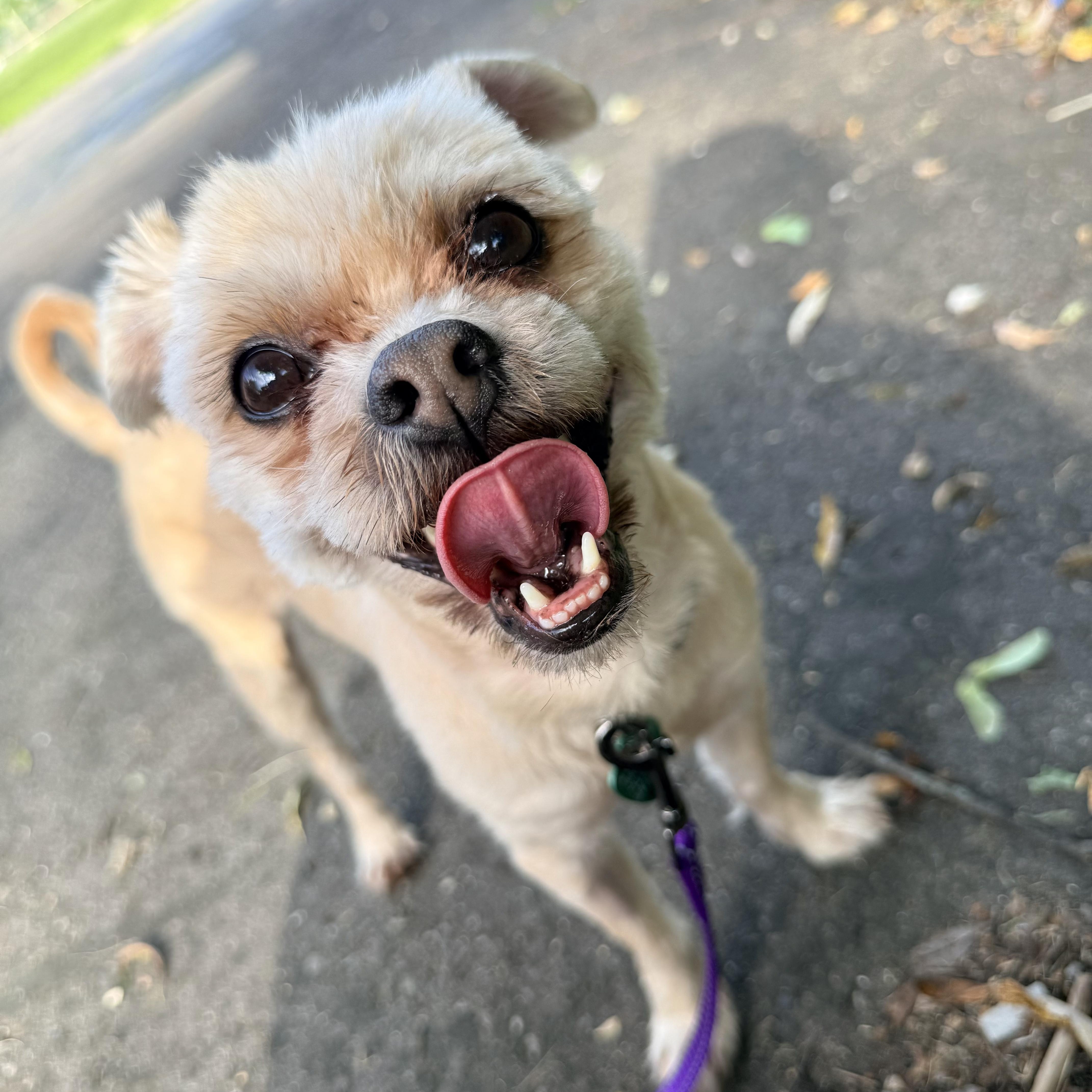 Artie, Adopted, Adult Male Shih Tzu & Pug.