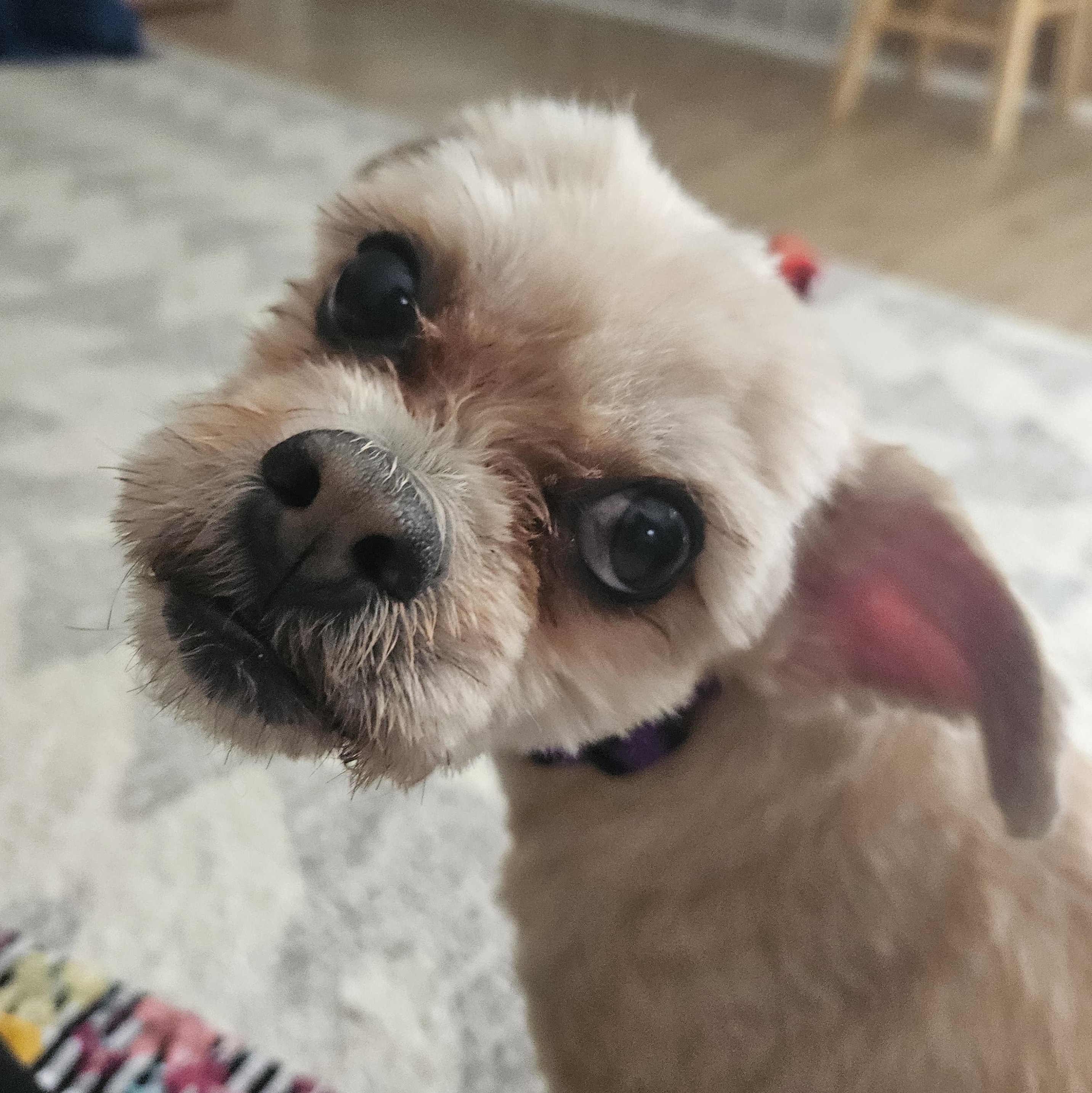 Enlarge Artie, a Adopted mixed breed in Livonia, MI image 2/6
