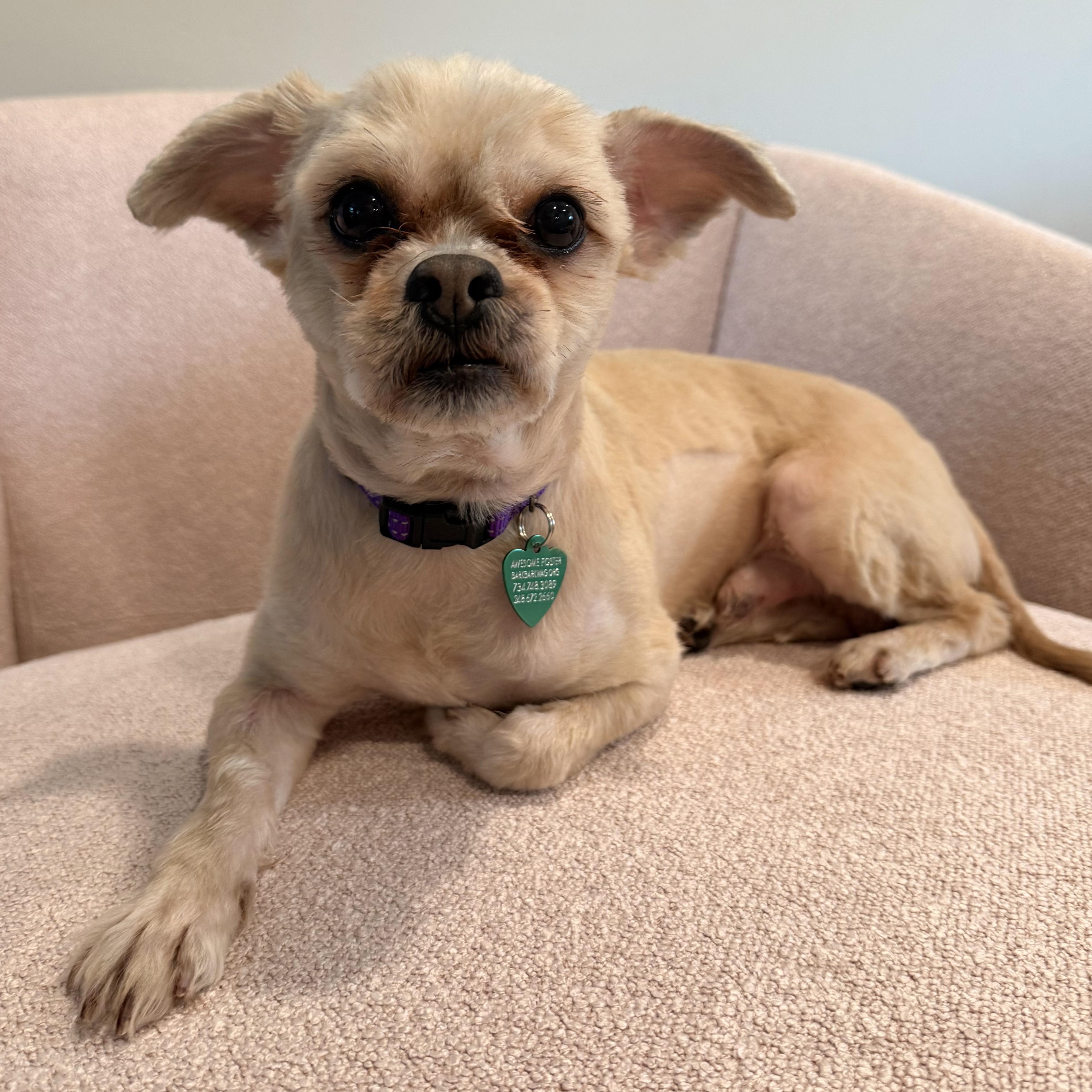 Enlarge Artie, a Adopted mixed breed in Livonia, MI image 5/6