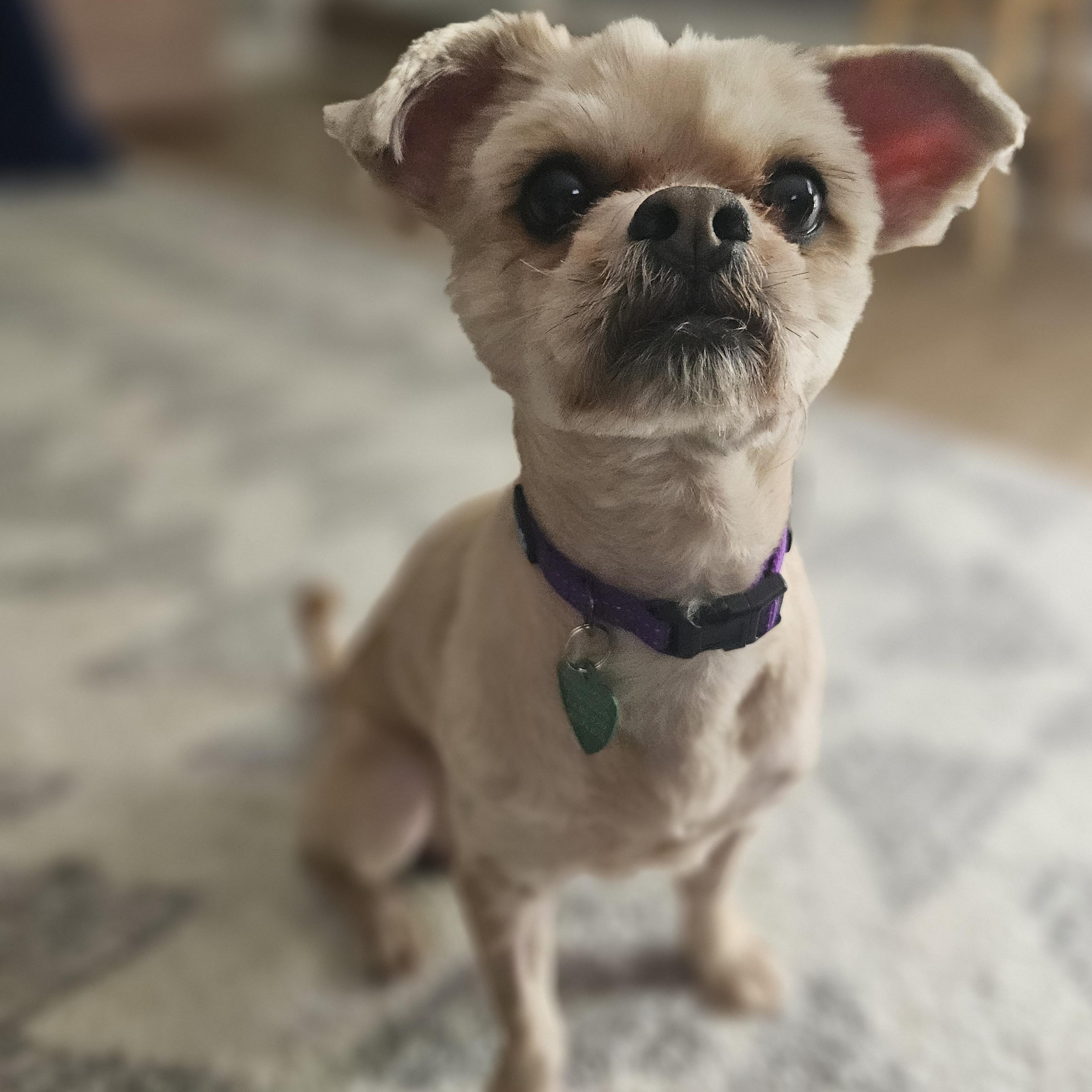 Enlarge Artie, a Adopted mixed breed in Livonia, MI image 3/6