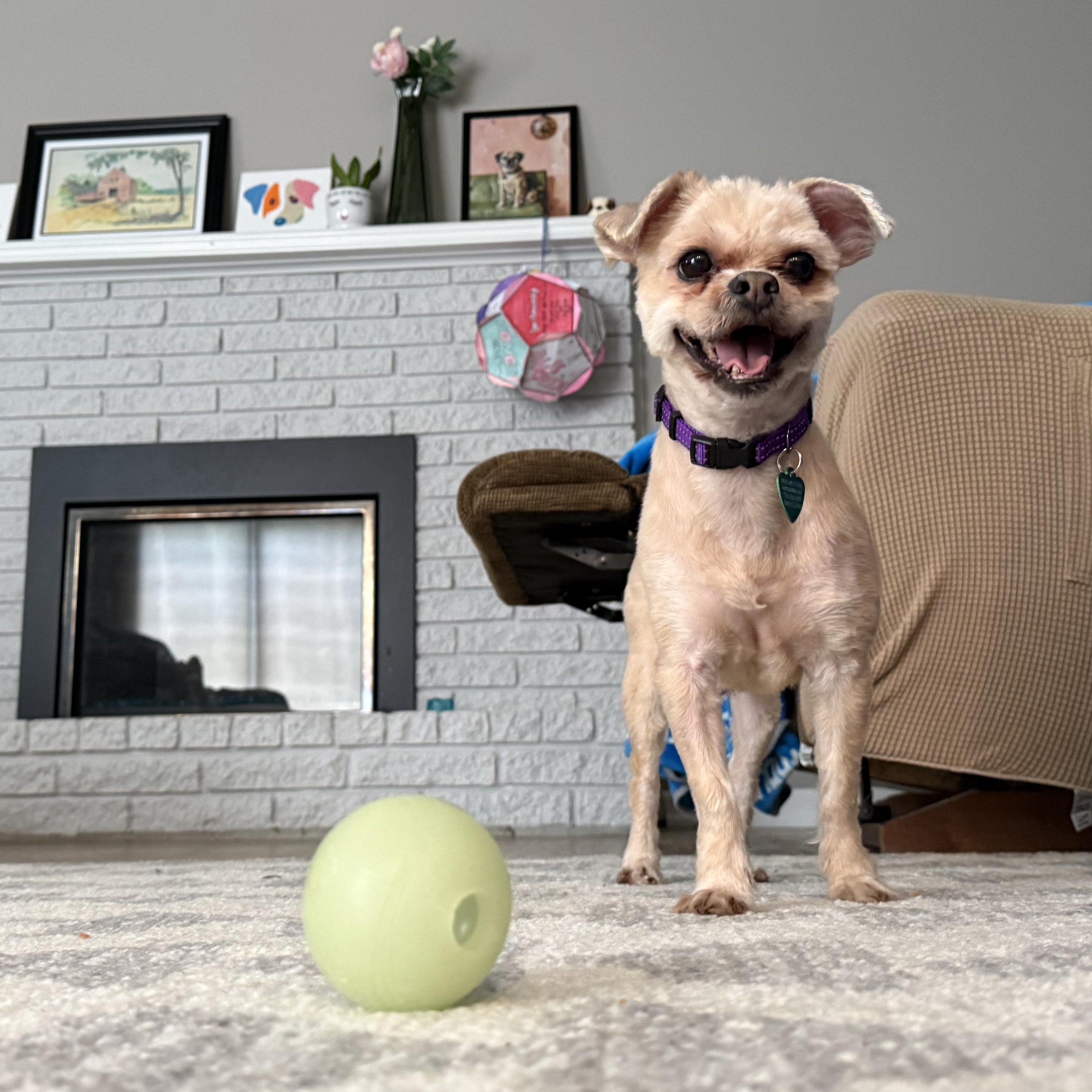 Enlarge Artie, a Adopted mixed breed in Livonia, MI image 4/6