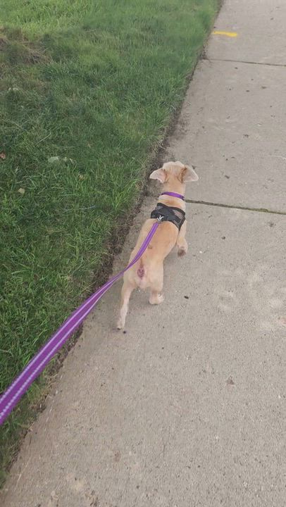 Enlarge Artie, a Adopted mixed breed in Livonia, MI video 6/6