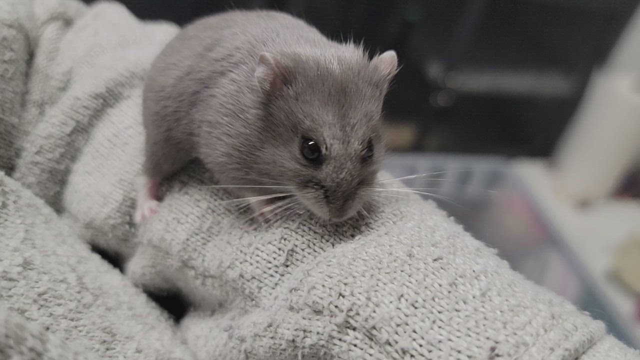 Enlarge Roxy, a Adopted Dwarf Hamster in Santa Ana, CA video 2/3