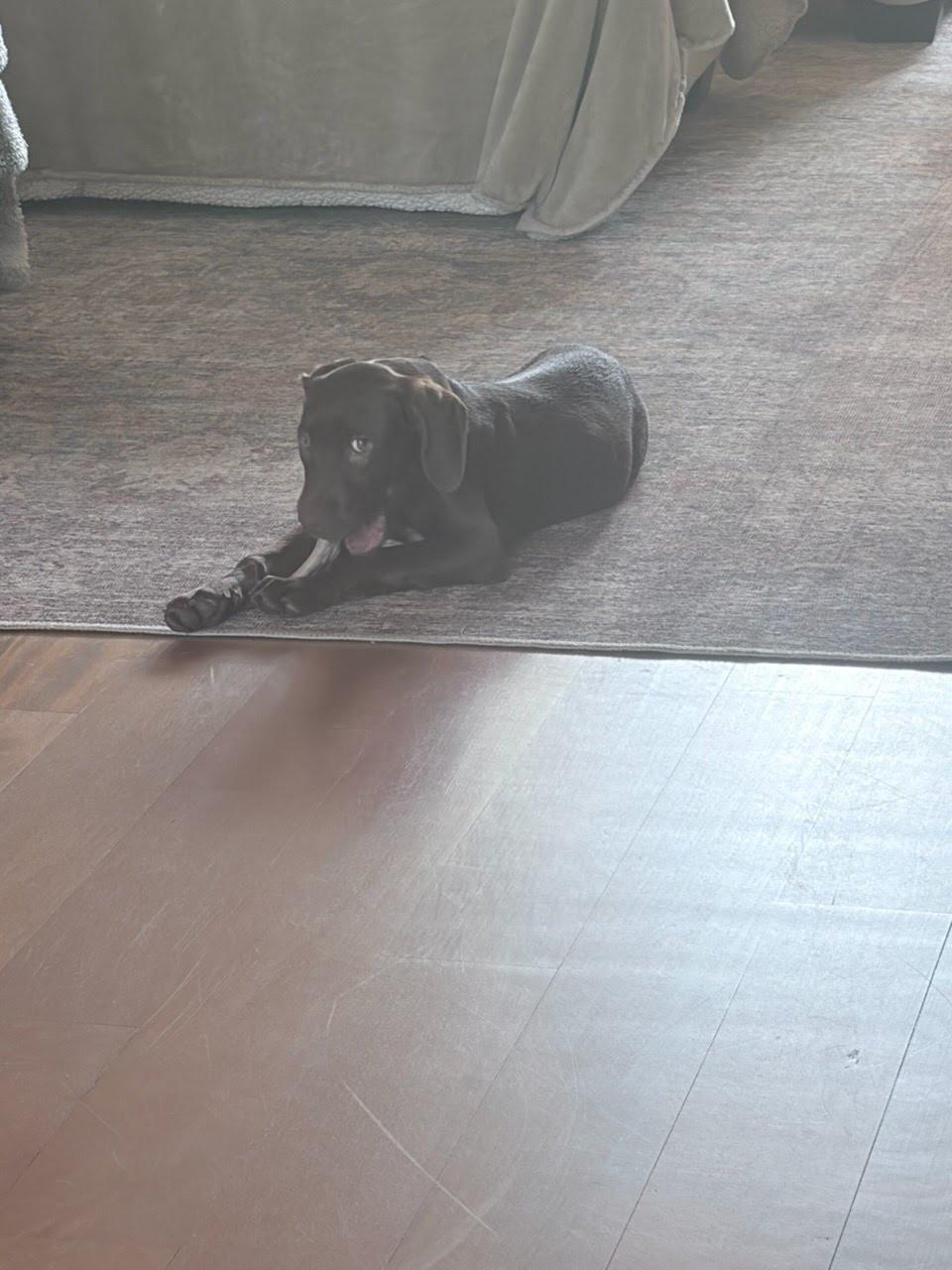 Enlarge Chloe, an adopted mixed breed in Oswego, IL image 5/5