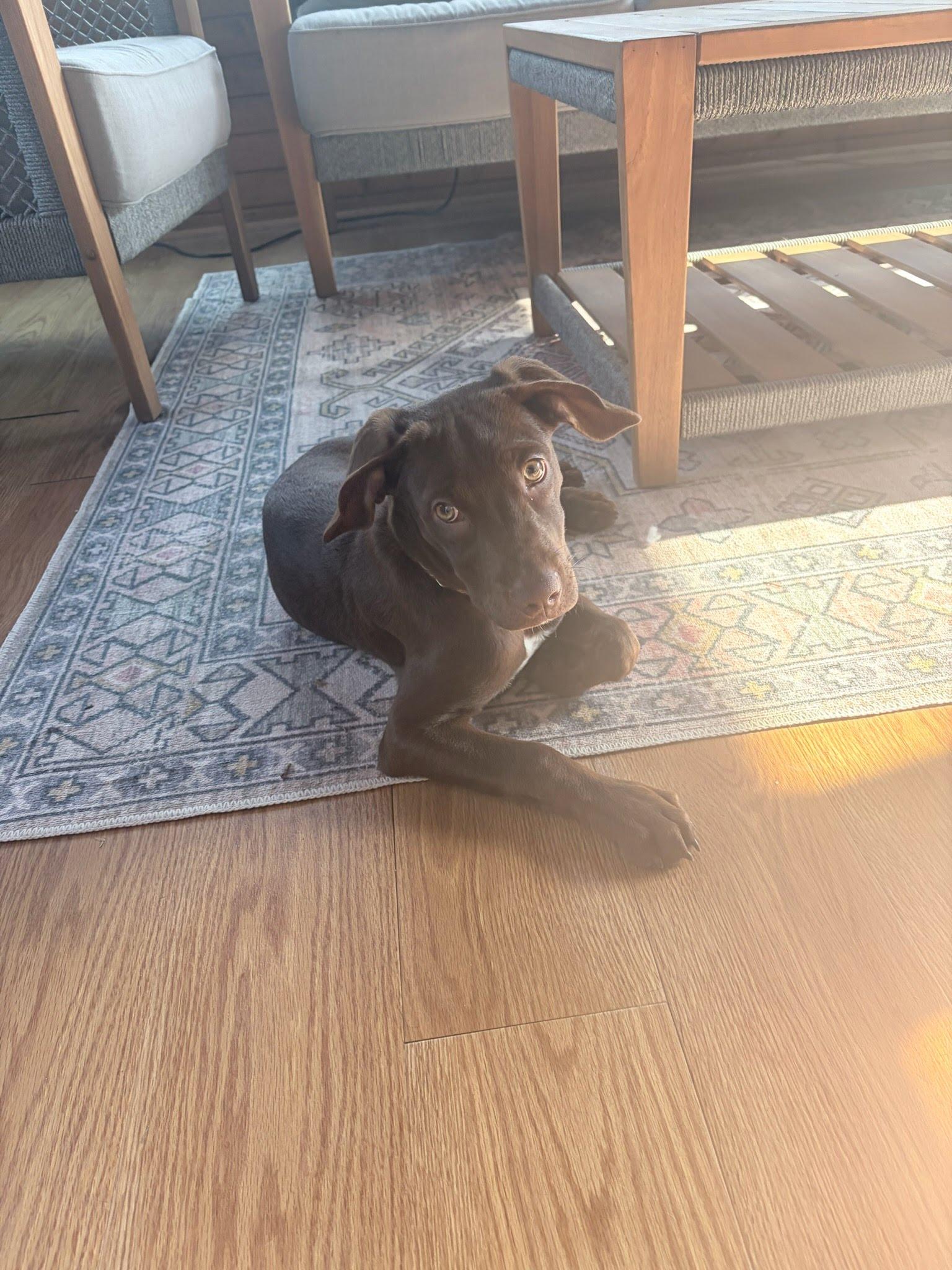 Enlarge Chloe, an adopted mixed breed in Oswego, IL image 4/5