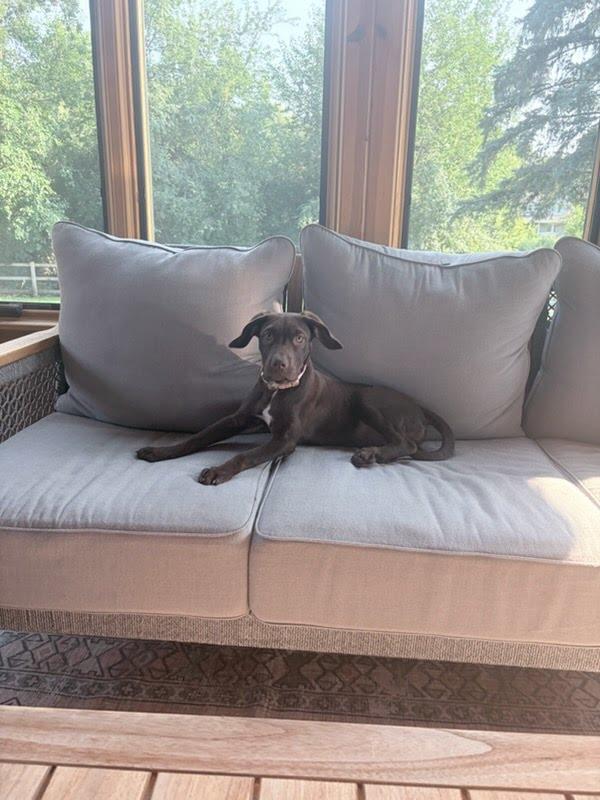 Enlarge Chloe, an adopted mixed breed in Oswego, IL image 2/5
