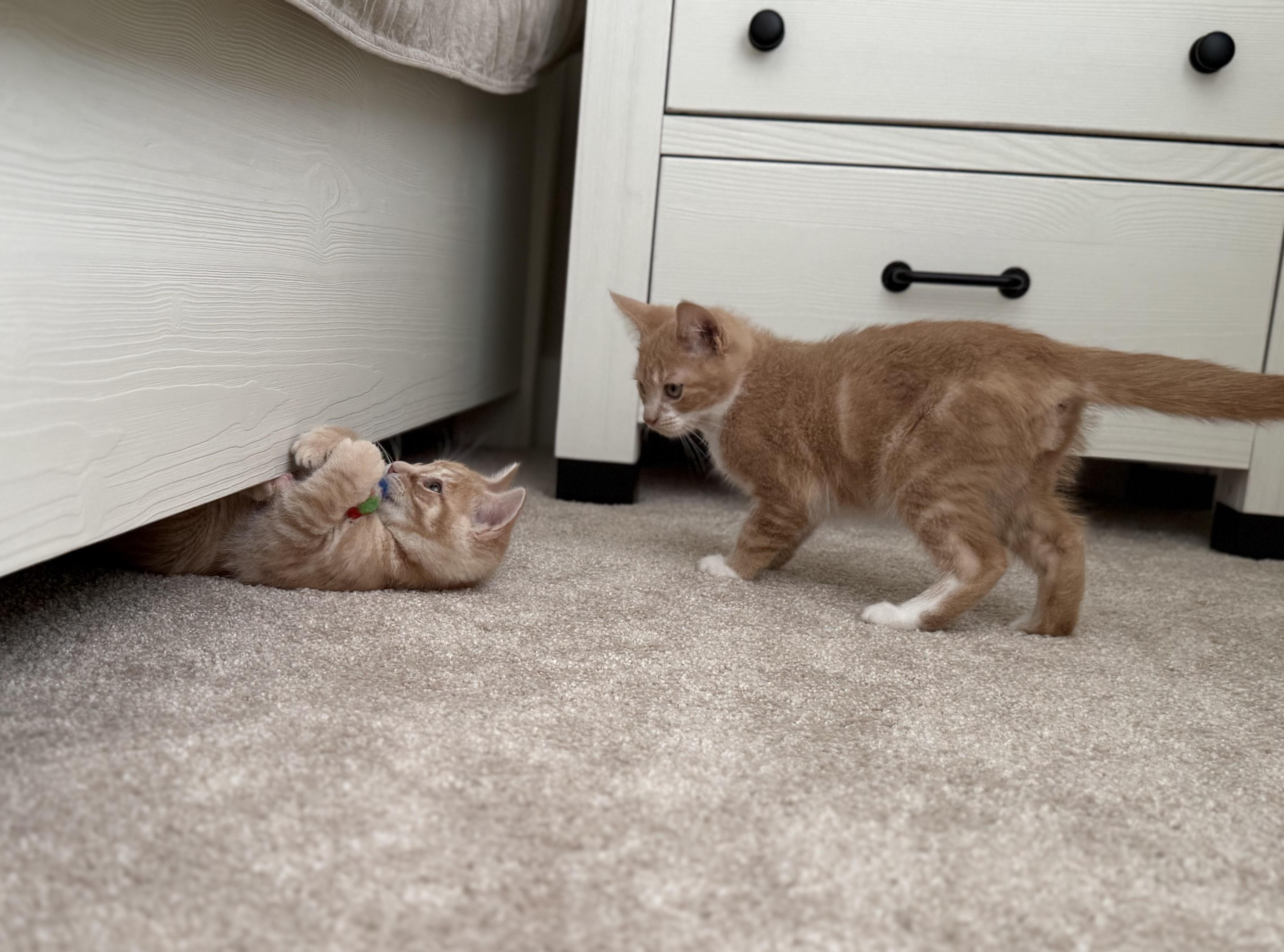 Enlarge Stanley , an adopted mixed breed in Bonney Lake, WA image 2/6