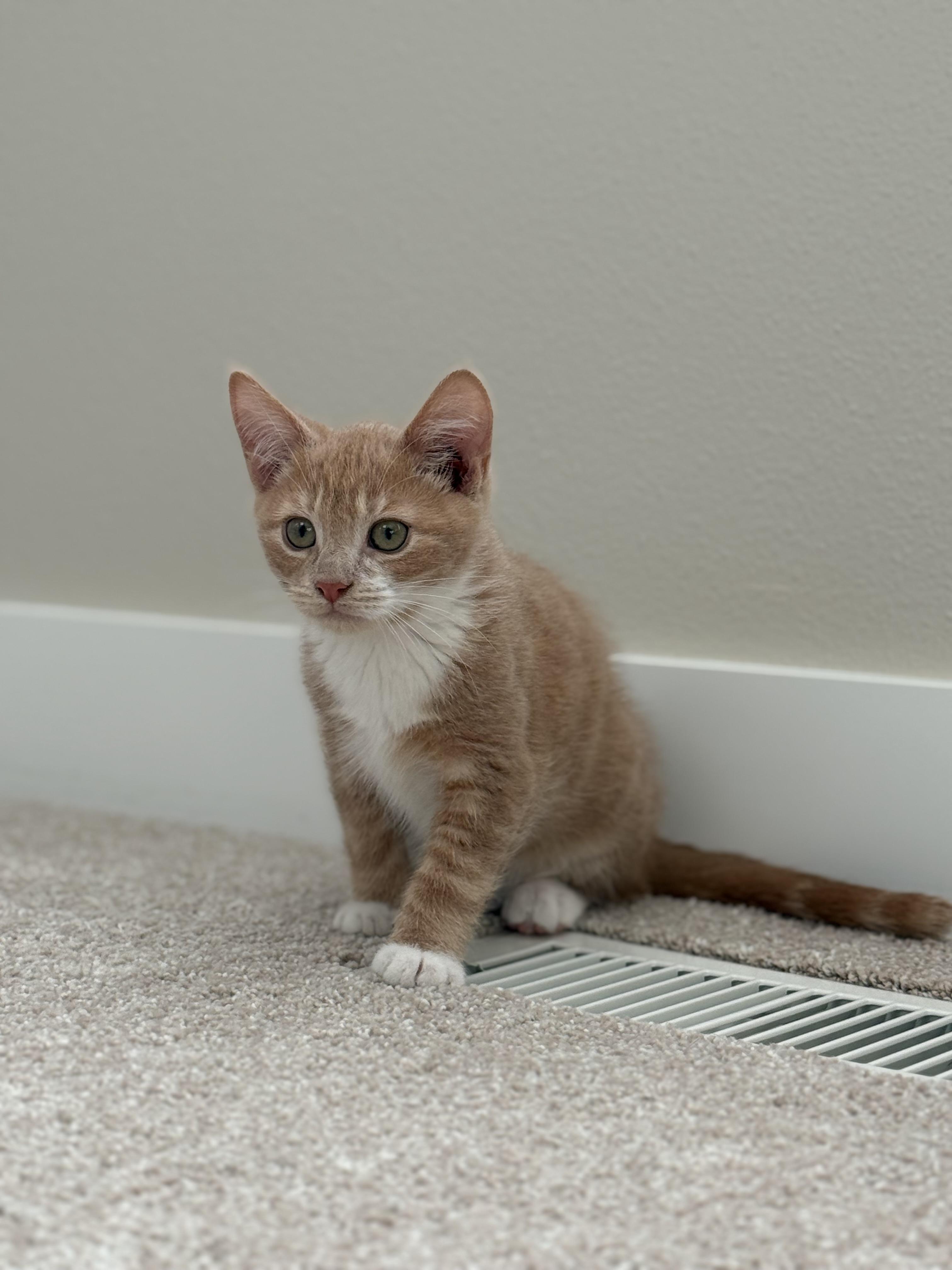 Enlarge Stanley , an adopted mixed breed in Bonney Lake, WA image 5/6