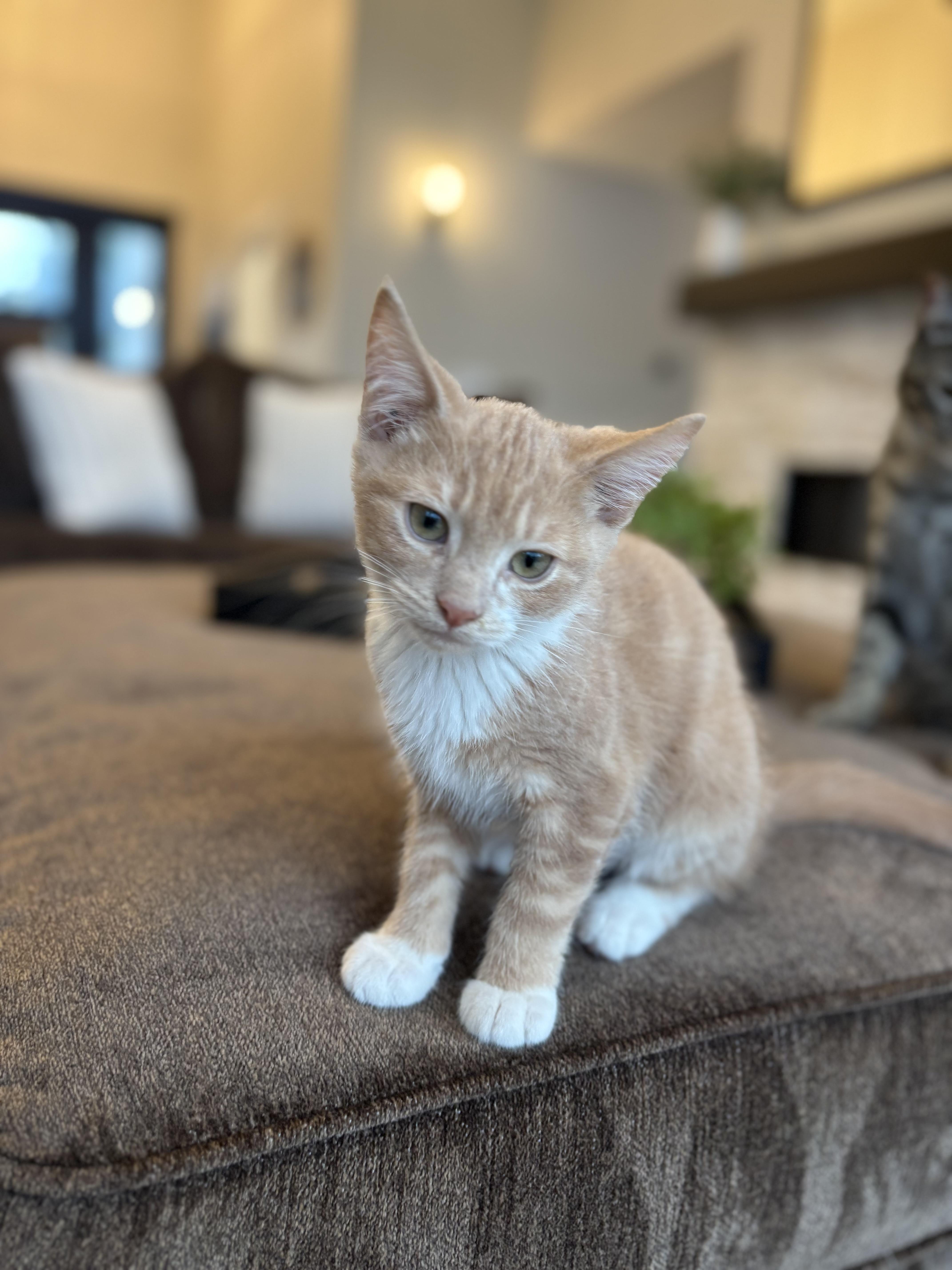 Enlarge Stanley , an adopted mixed breed in Bonney Lake, WA image 6/6