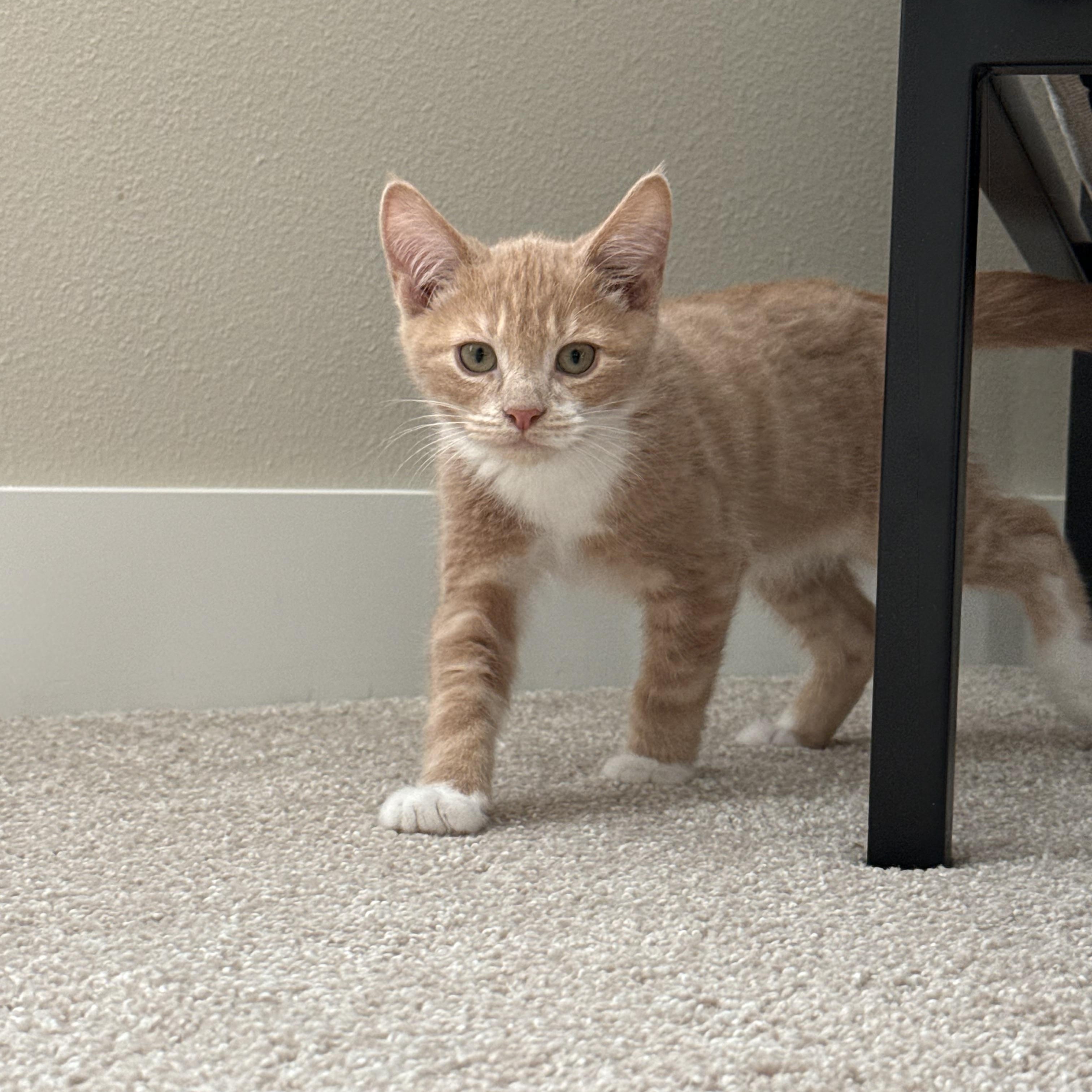 Enlarge Stanley , an adopted mixed breed in Bonney Lake, WA image 1/6