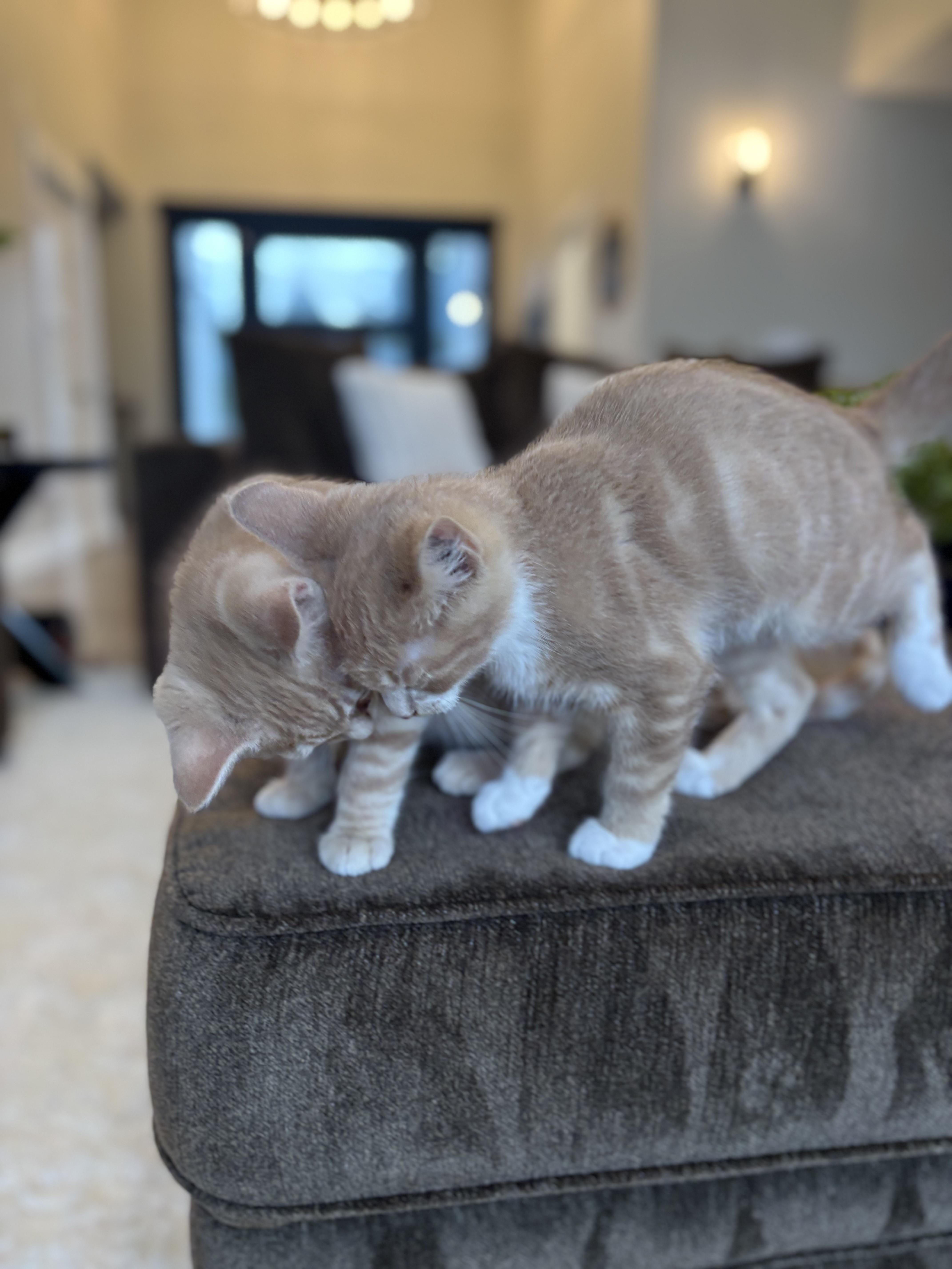 Enlarge Stanley , an adopted mixed breed in Bonney Lake, WA image 3/6