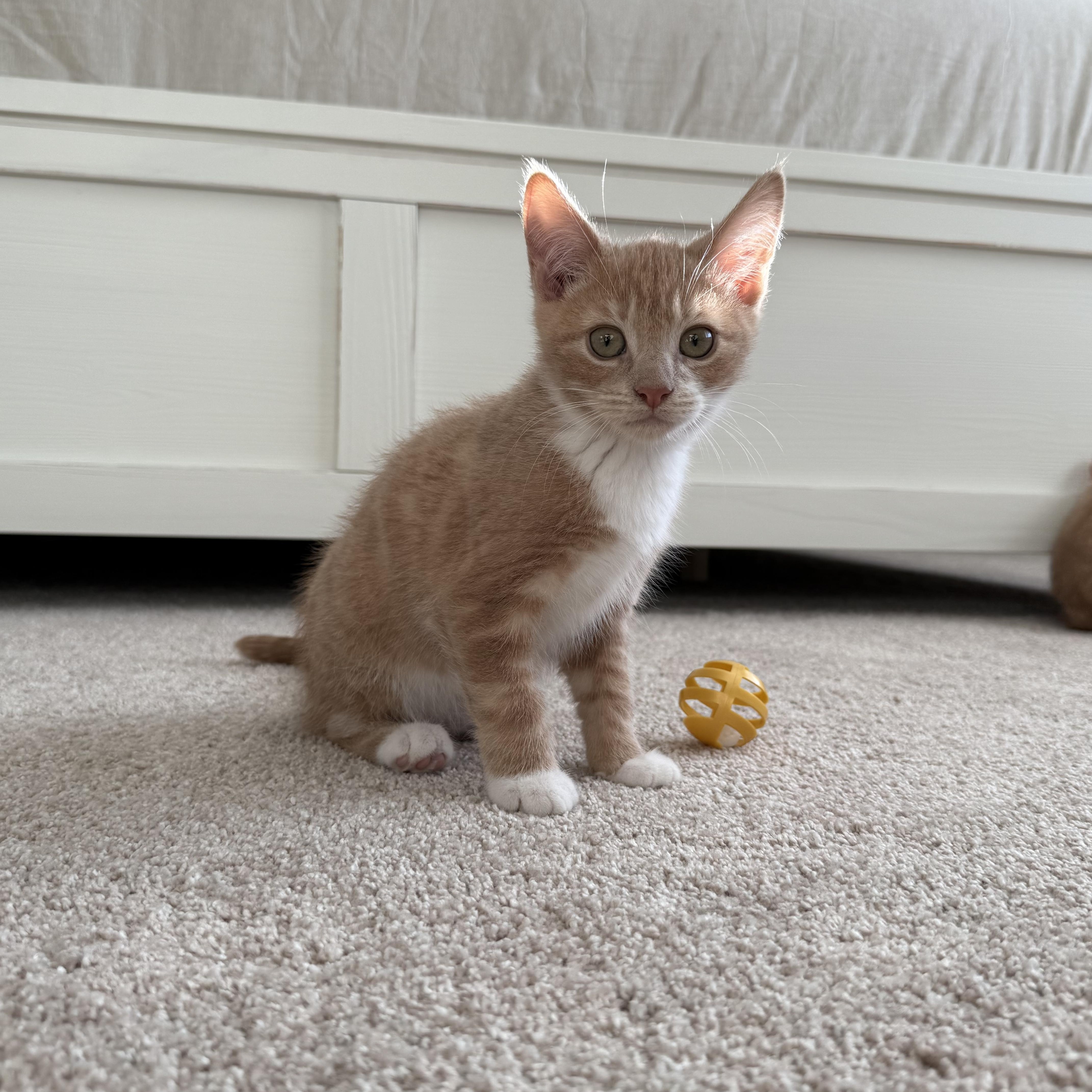 Enlarge Stanley , an adopted mixed breed in Bonney Lake, WA image 4/6