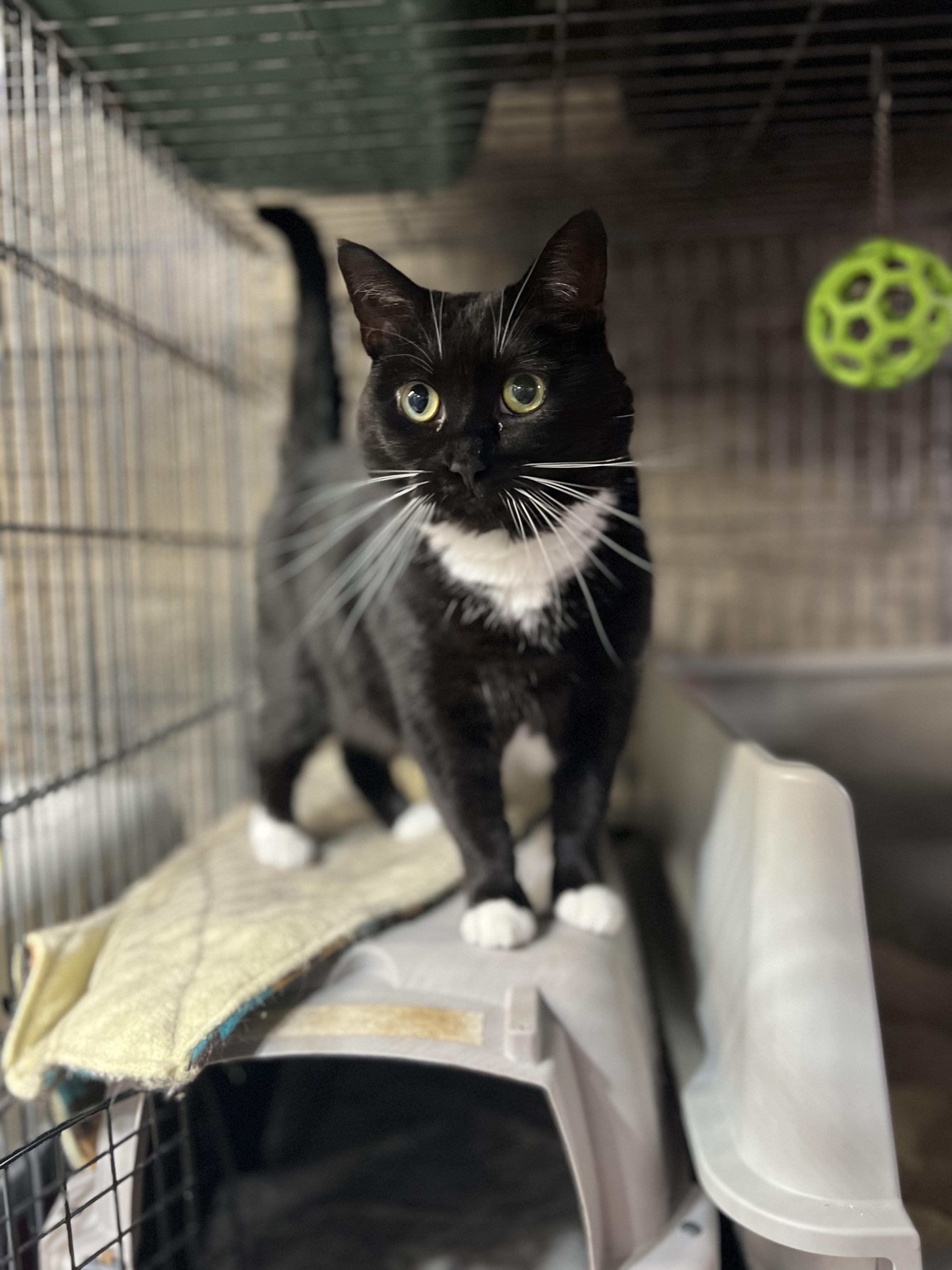 Enlarge Juny, a Adoptable Domestic Short Hair in Lisbon, CT image 1/1