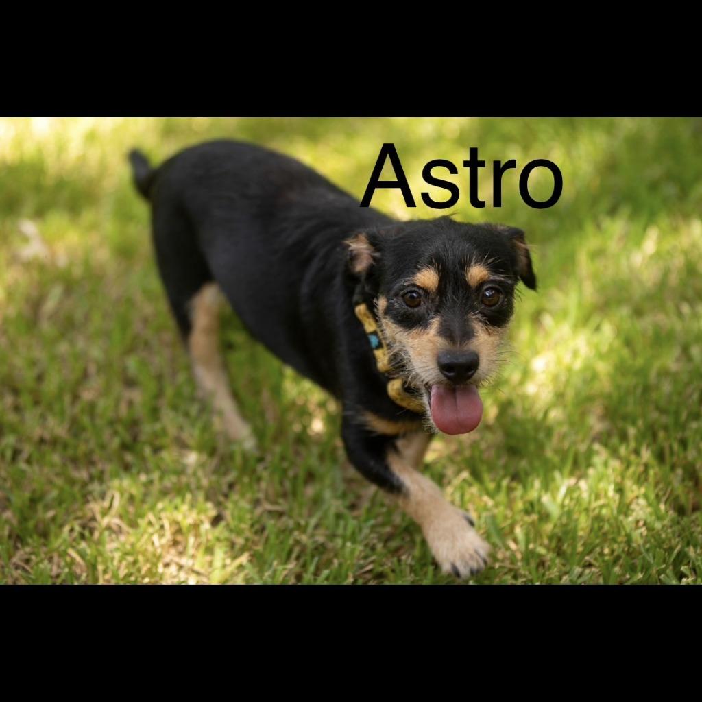 Enlarge Astro, a Adoptable mixed breed in Logan, UT image 1/1