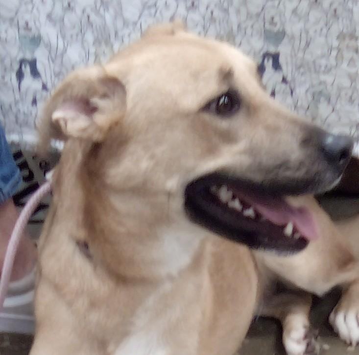 Delilah(Mom/Shep-Dad/Pyr), a Adoptable mixed breed in Silsbee, TX image 1/10
