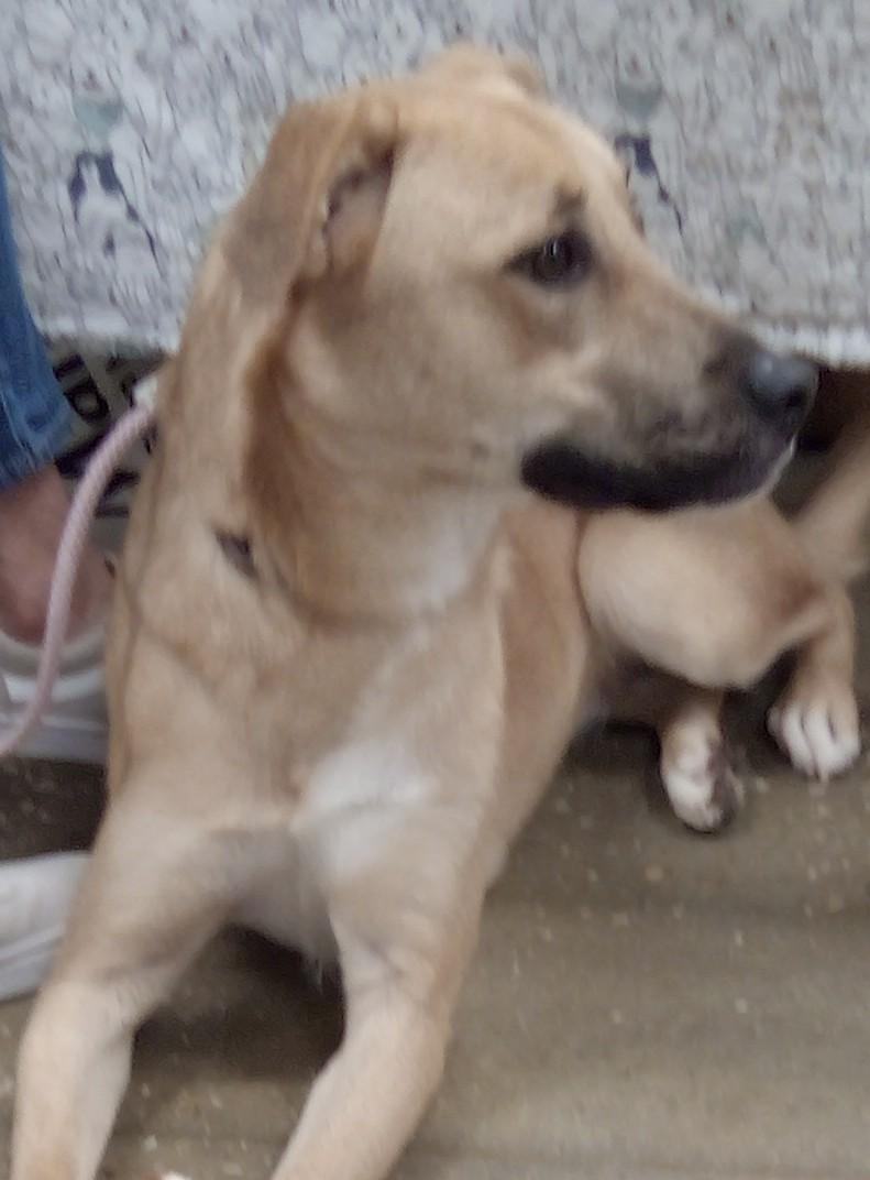 Delilah(Mom/Shep-Dad/Pyr), a Adoptable mixed breed in Silsbee, TX image 2/10