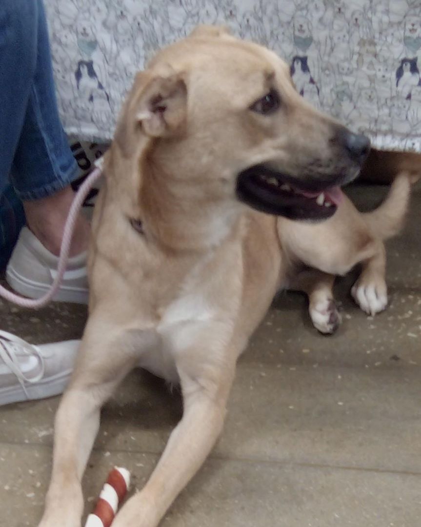 Delilah(Mom/Shep-Dad/Pyr), a Adoptable mixed breed in Silsbee, TX image 3/10