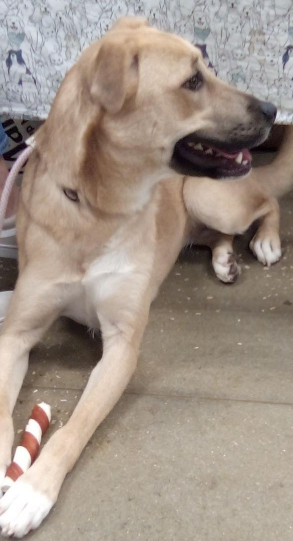 Delilah(Mom/Shep-Dad/Pyr), Adoptable, Young Female German Shepherd Dog & Great Pyrenees.