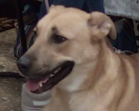 Delilah(Mom/Shep-Dad/Pyr), a Adoptable mixed breed in Silsbee, TX image 5/10