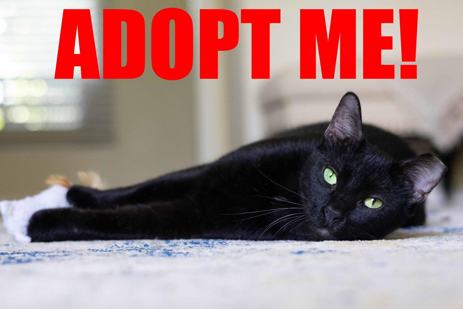 ONYX, Adoptable, Adult Male Domestic Short Hair.