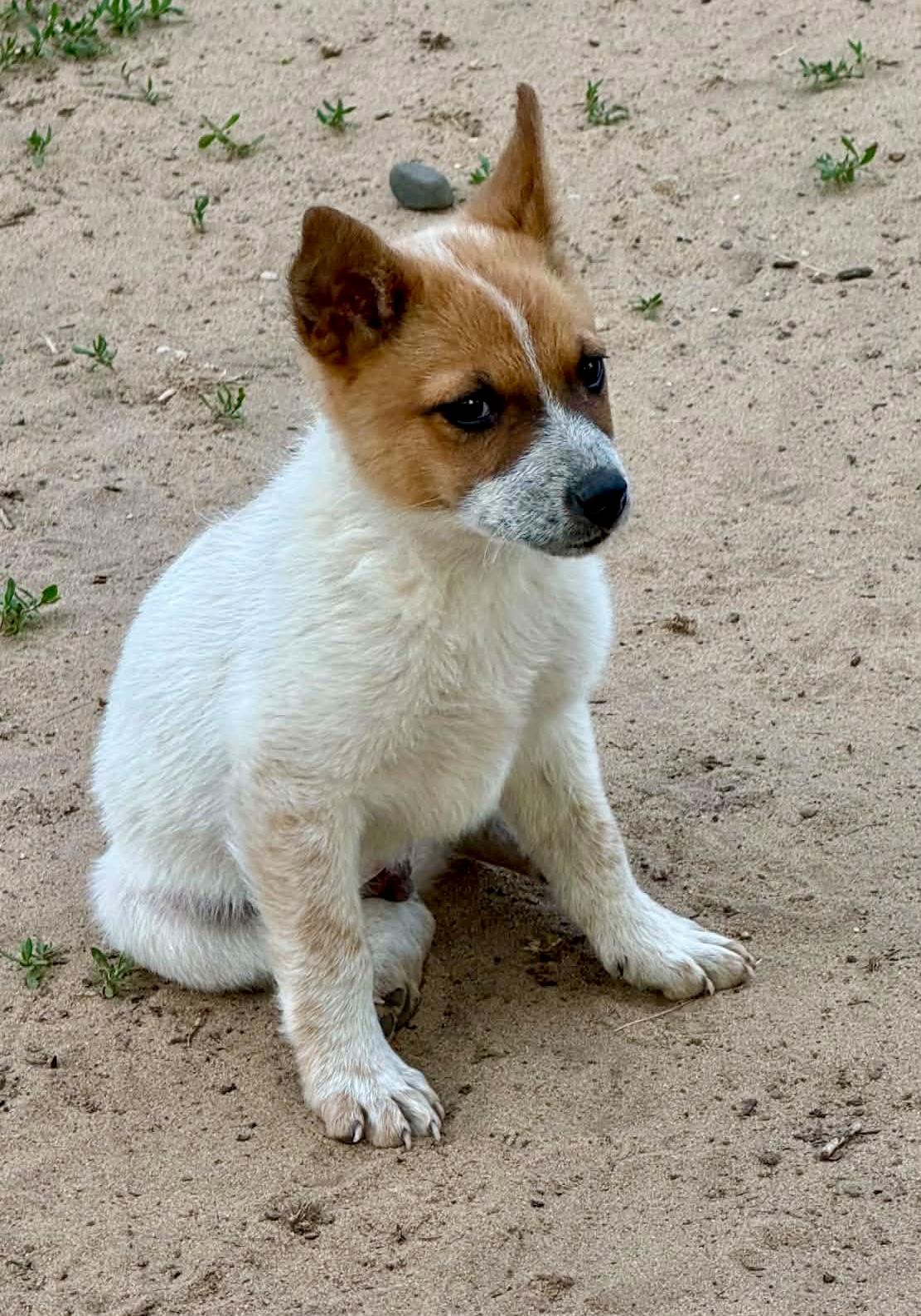 Carter, ADOPTABLE, Puppy Male Australian Cattle Dog / Blue Heeler.