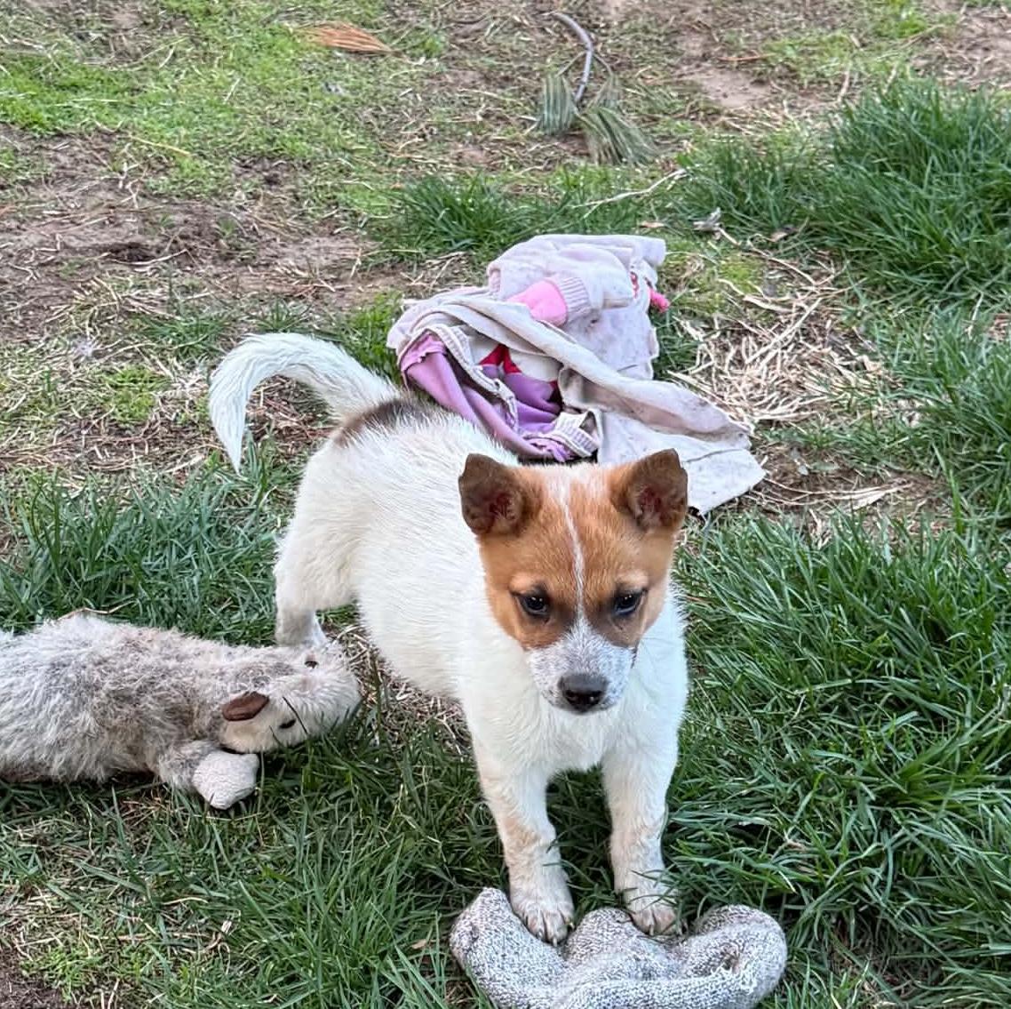 Carter, a ADOPTABLE Australian Cattle Dog / Blue Heeler in North Freedom, WI image 2/2