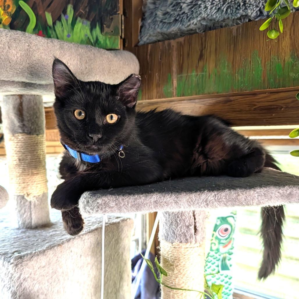 Maverick, Adoptable, Kitten Male Domestic Medium Hair.