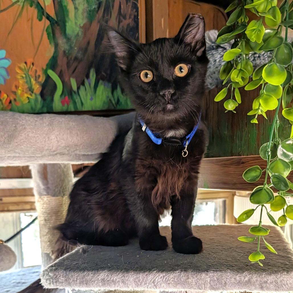 Enlarge Maverick, a Adoptable Domestic Medium Hair in Washoe Valley, NV image 2/2