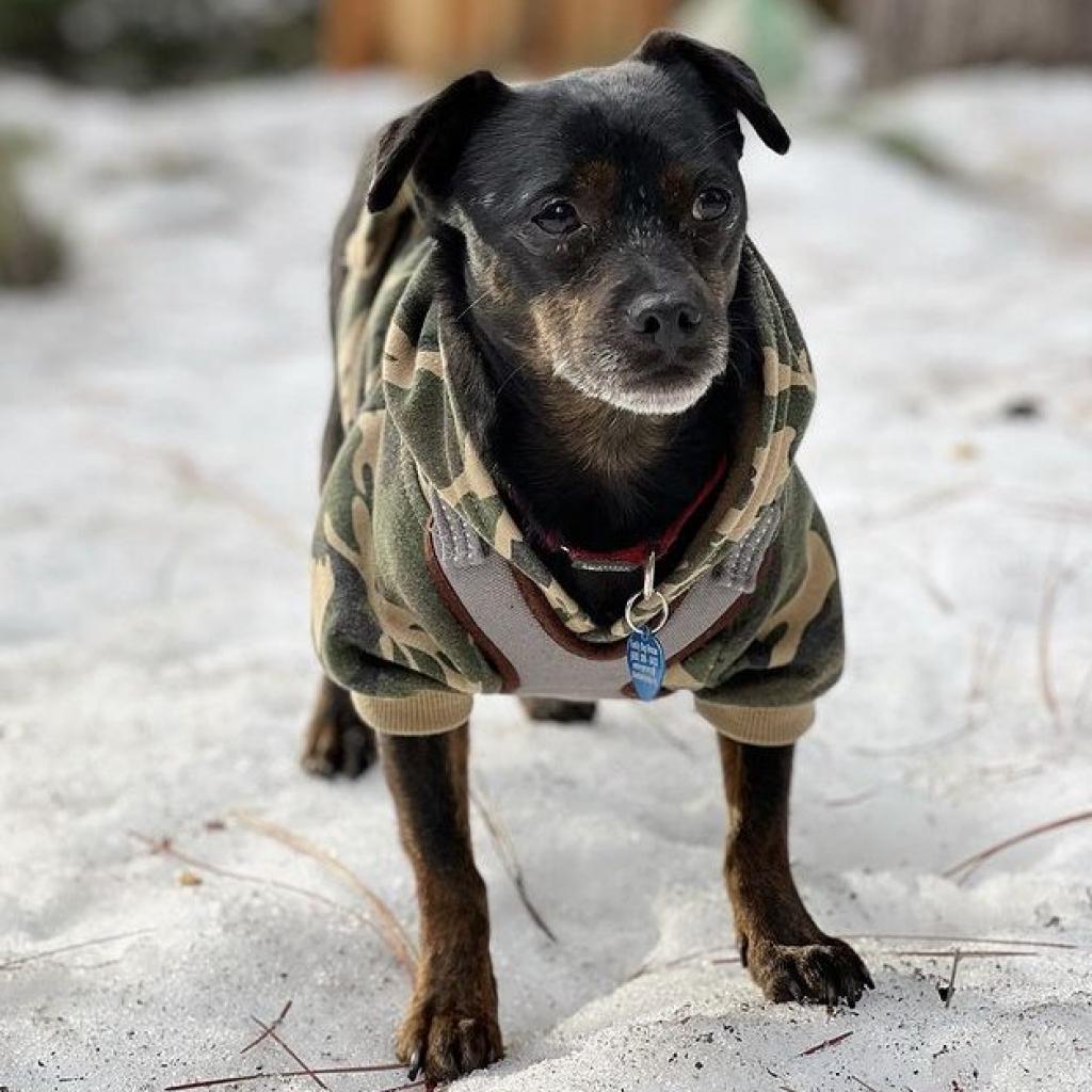 Sonny, Adoptable, Senior Male Chihuahua & Pug.