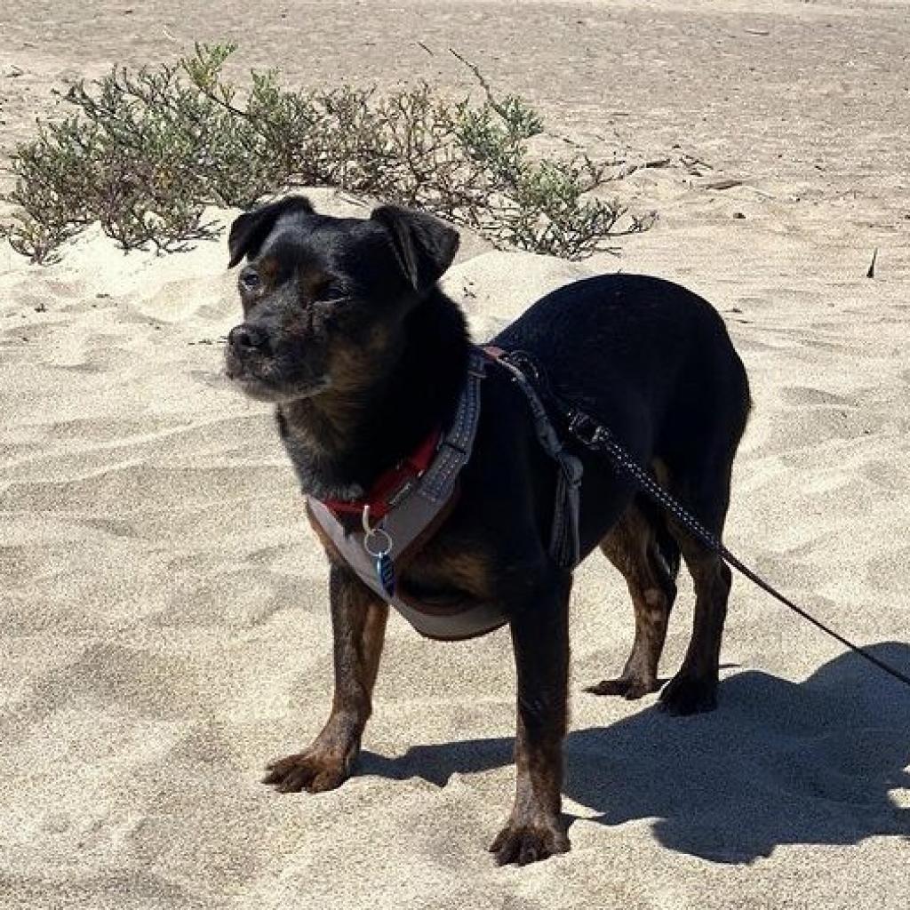 Enlarge Sonny, a Adoptable mixed breed in Sonoma, CA image 2/3