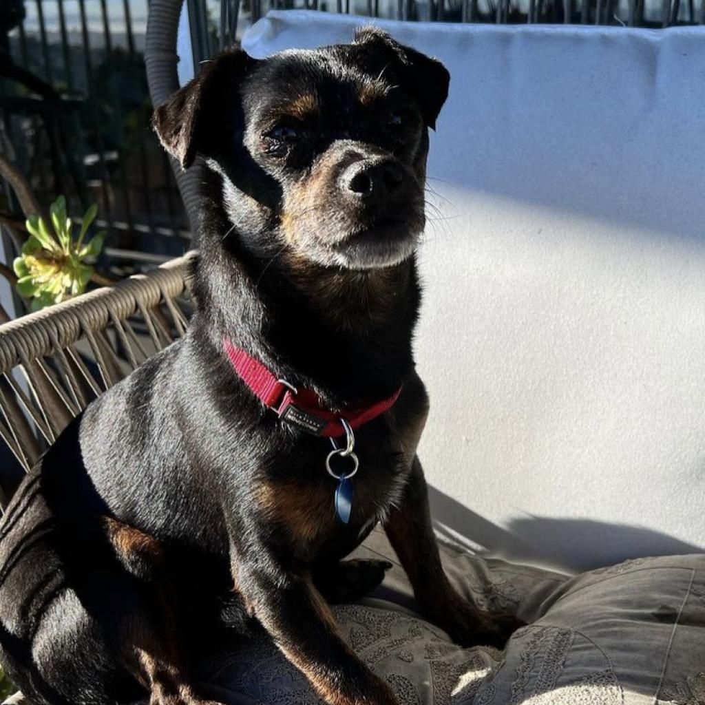 Enlarge Sonny, a Adoptable mixed breed in Sonoma, CA image 3/3