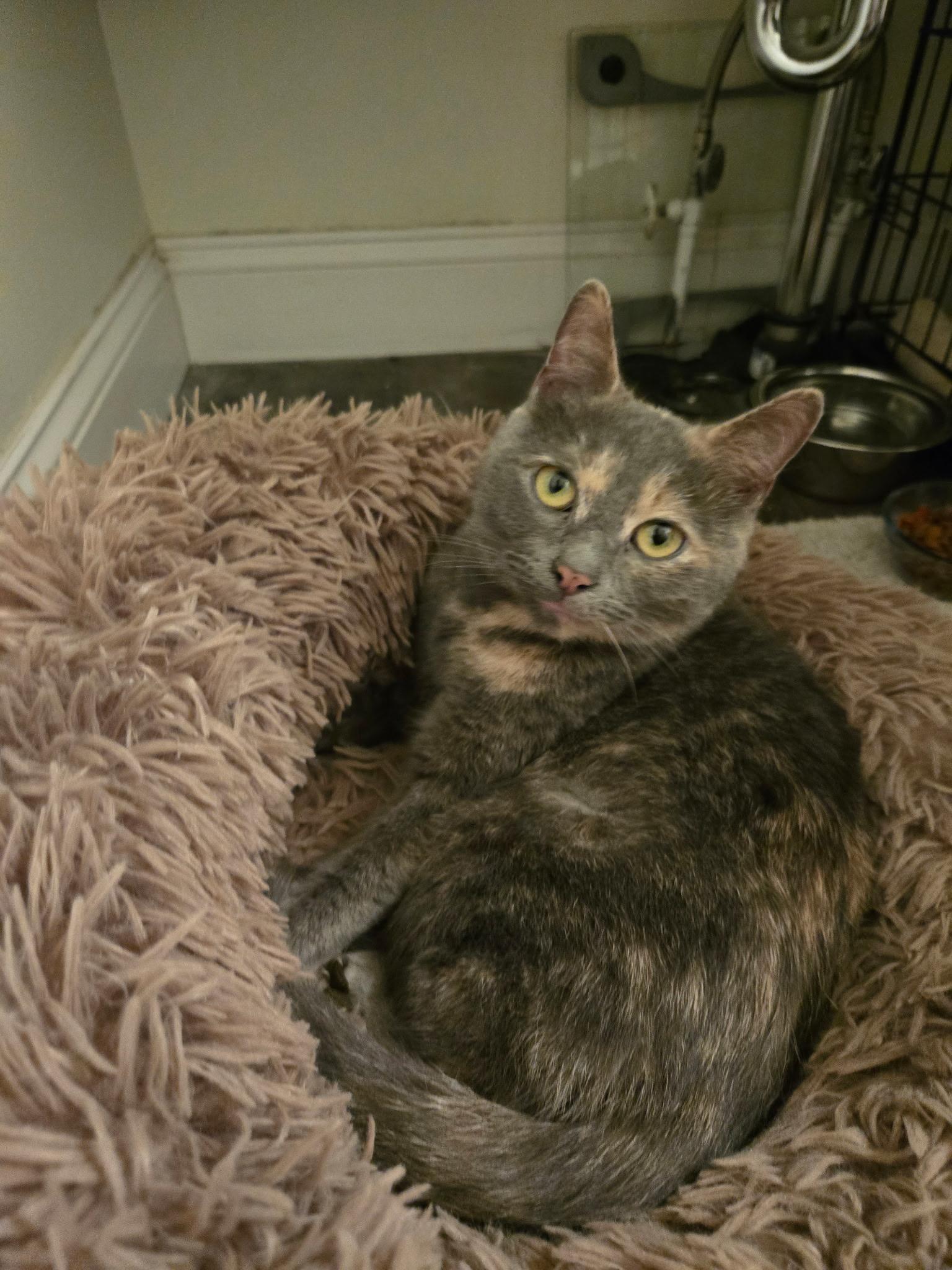 Petunia , ADOPTABLE, Young Female Domestic Short Hair.