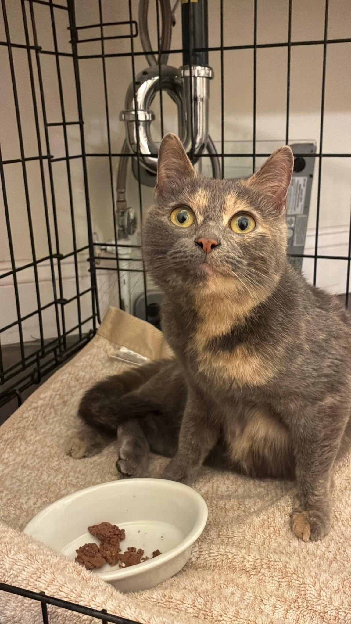 Enlarge Petunia , a ADOPTABLE Domestic Short Hair in Moorestown, NJ image 2/4