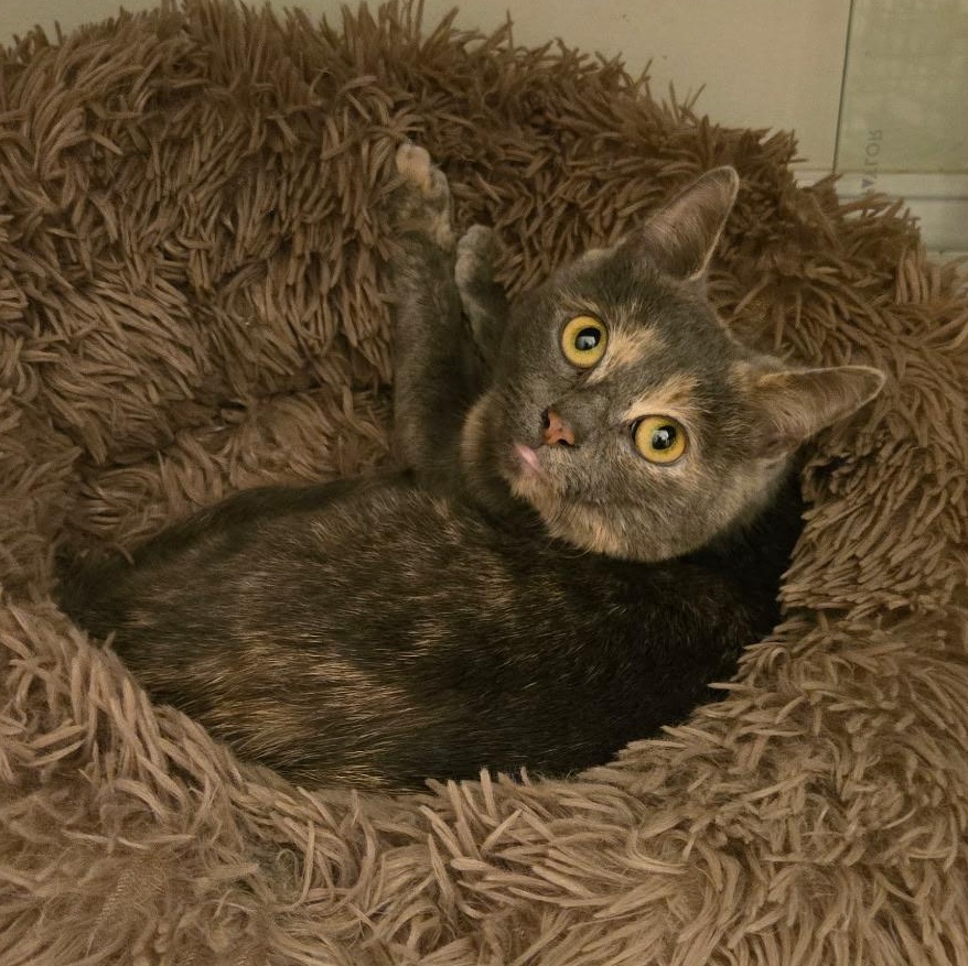 Enlarge Petunia , a ADOPTABLE Domestic Short Hair in Moorestown, NJ image 3/4