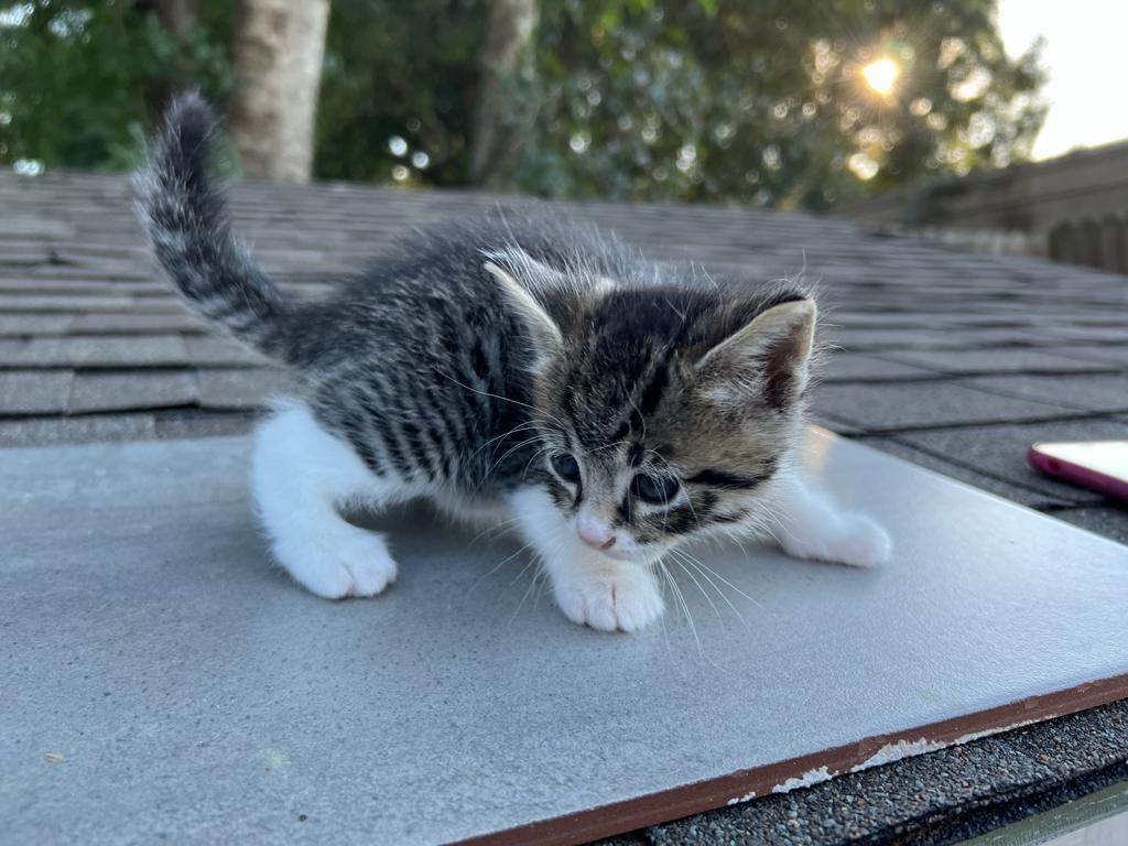 Britta, Adopted, Kitten Female Domestic Short Hair.