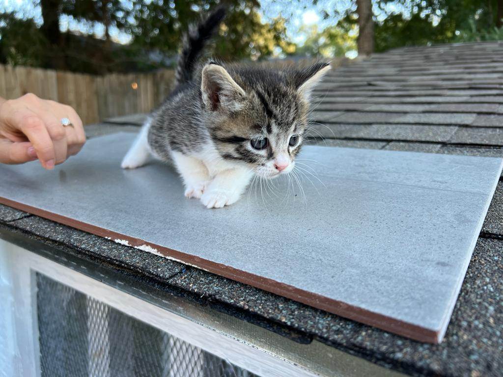 Enlarge Britta, a Adopted Domestic Short Hair in KATY, TX image 2/2