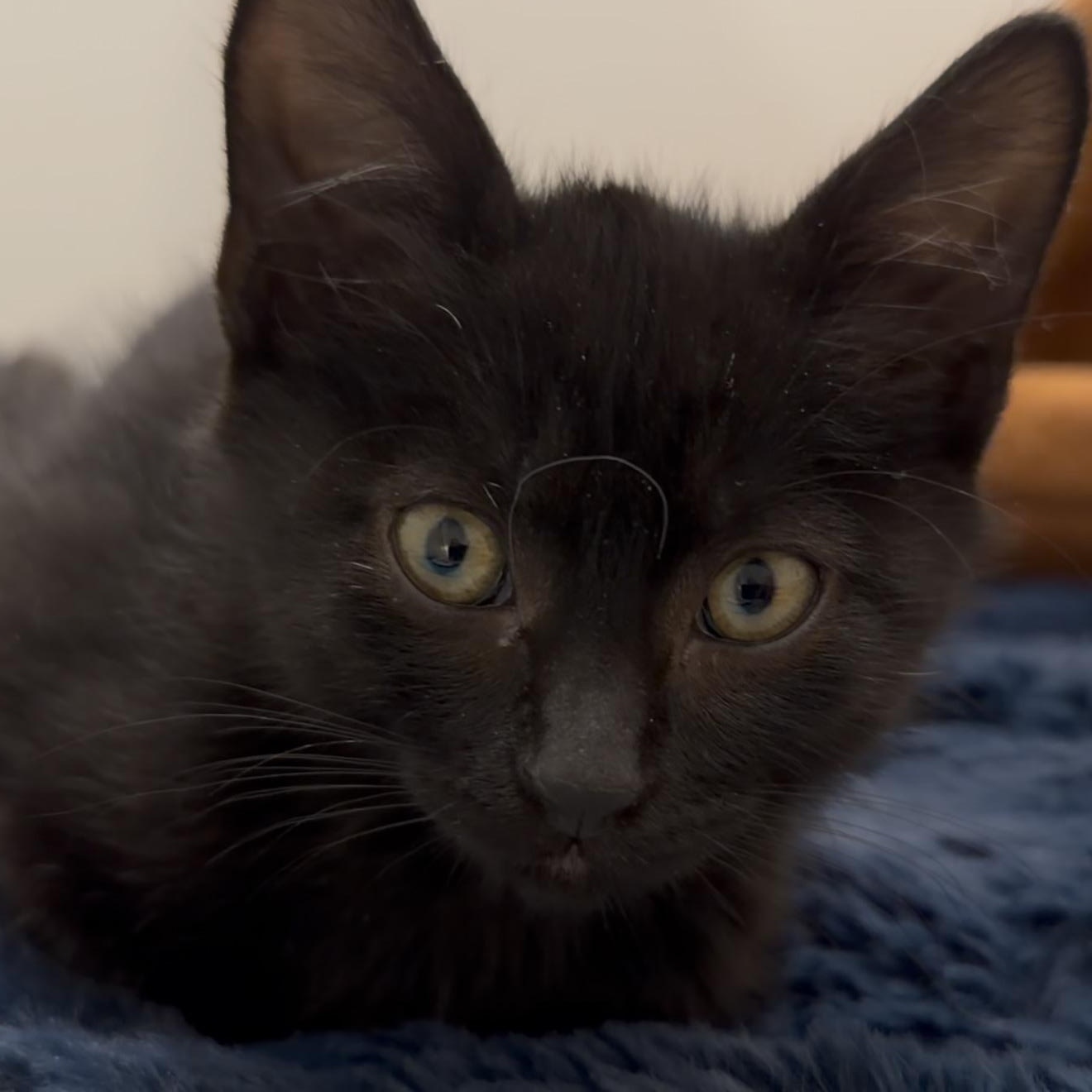 Clove, a Adoptable Domestic Short Hair in Midvale, UT image 3/6