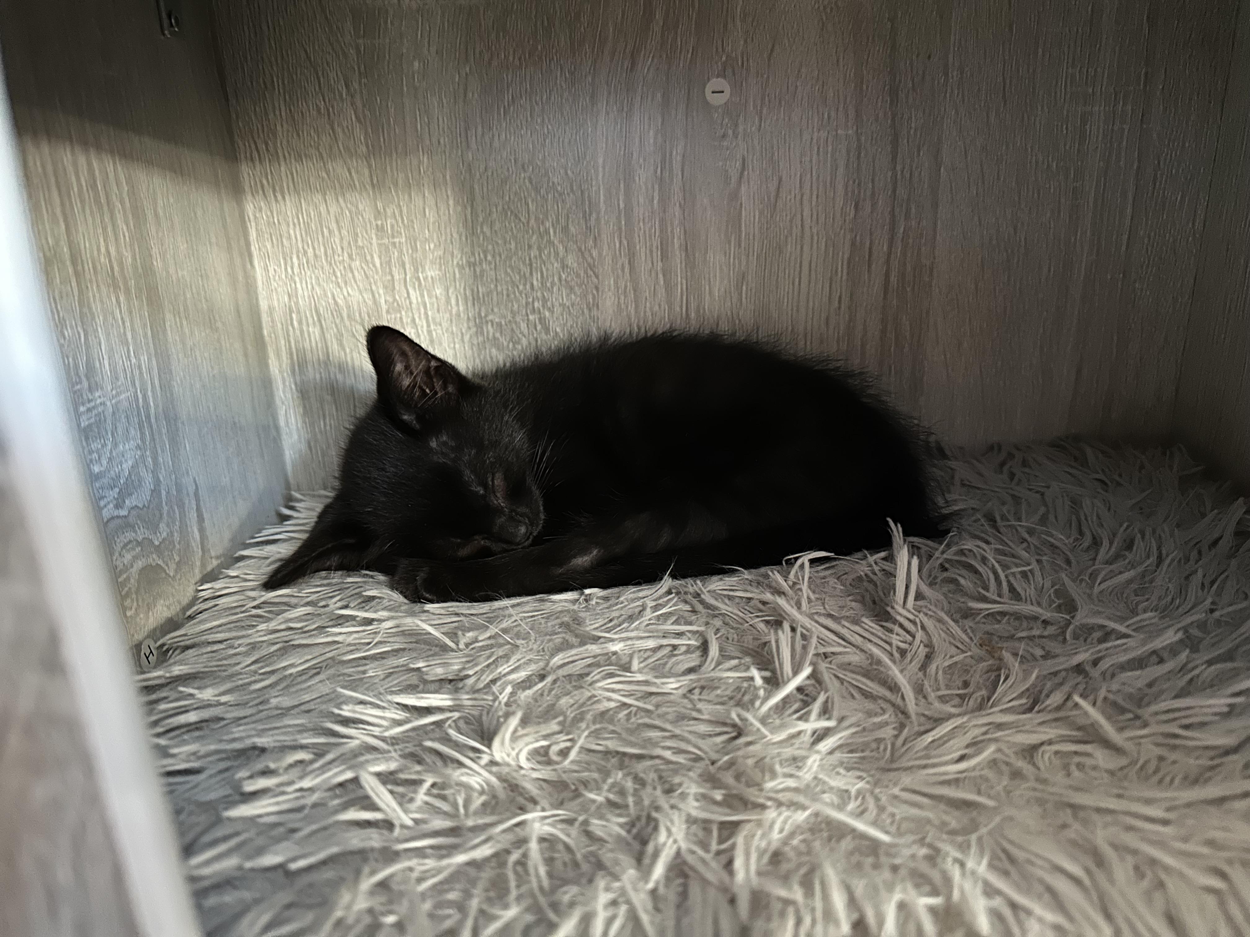 Clove, a Adoptable Domestic Short Hair in Midvale, UT image 5/6