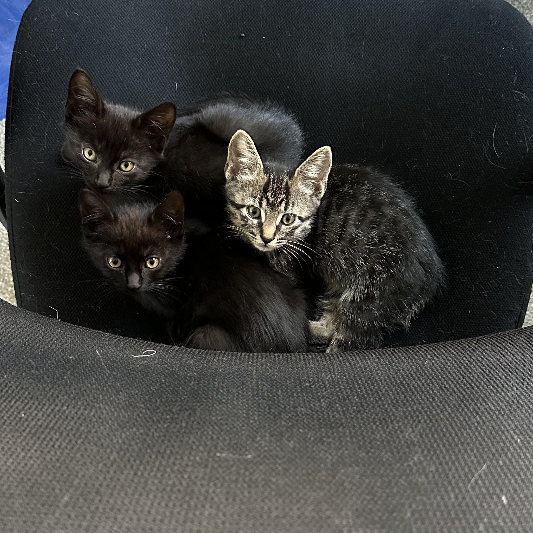 Clove, a Adoptable Domestic Short Hair in Midvale, UT image 2/6