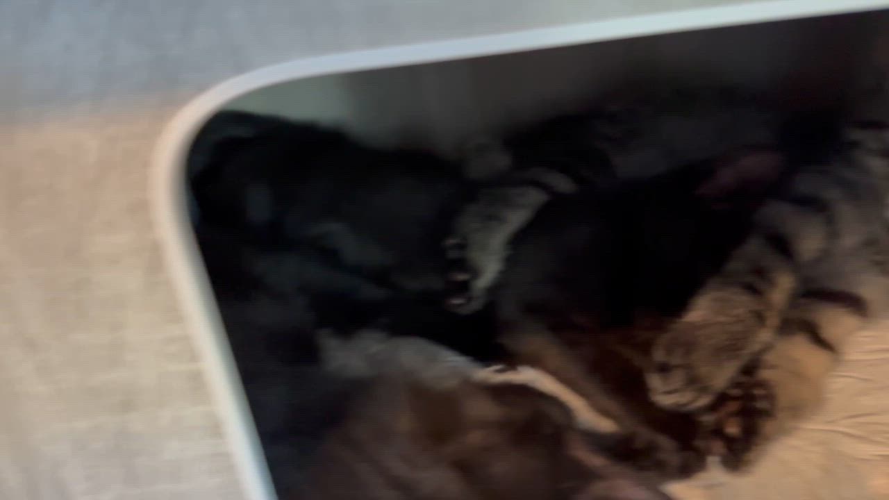 Enlarge Clove, a Adoptable Domestic Short Hair in Midvale, UT video 6/6