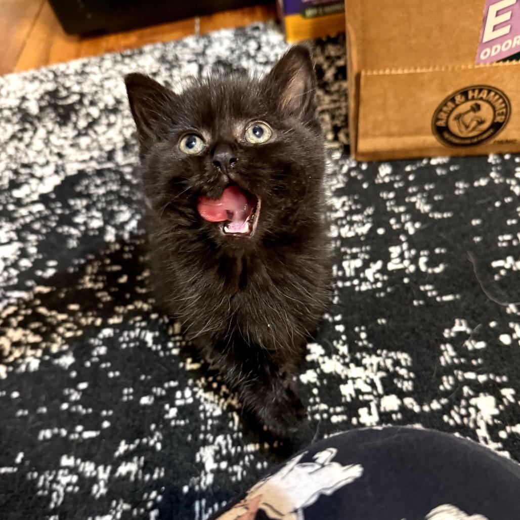 Cranberry thumbnail 3