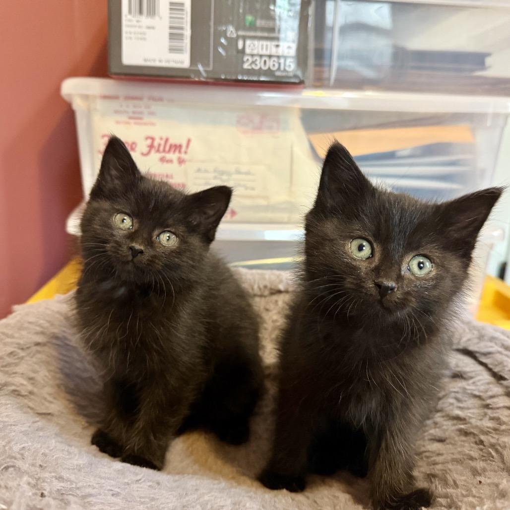 Cranberry thumbnail 4